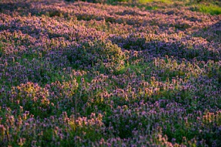 A field of purple flowers bathed in sunlight.