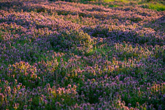 A field of purple flowers bathed in sunlight.