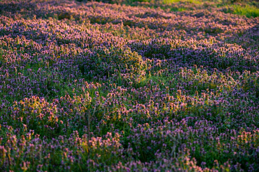 A field of purple flowers bathed in sunlight.