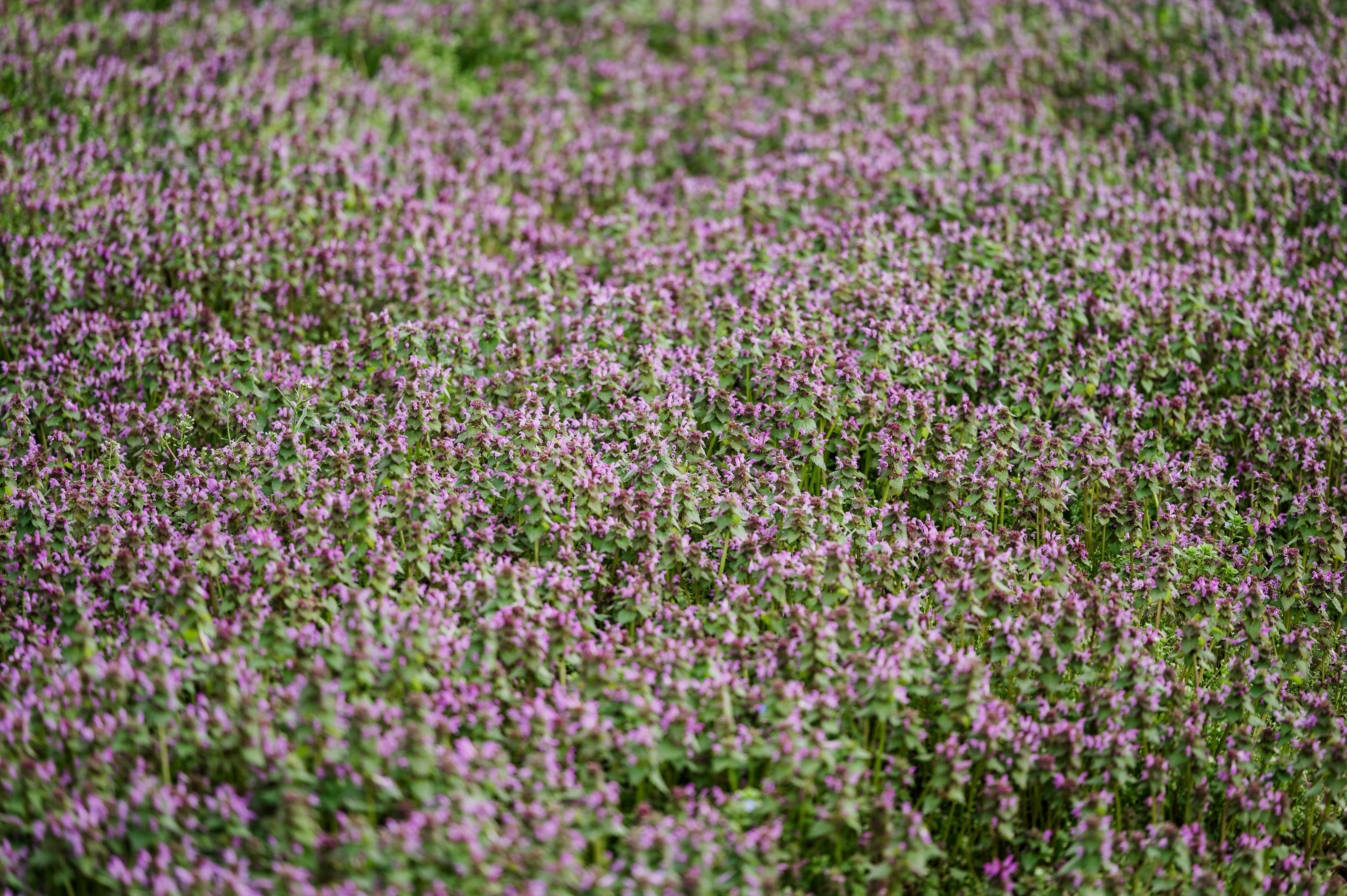 Photo by claudiumorut