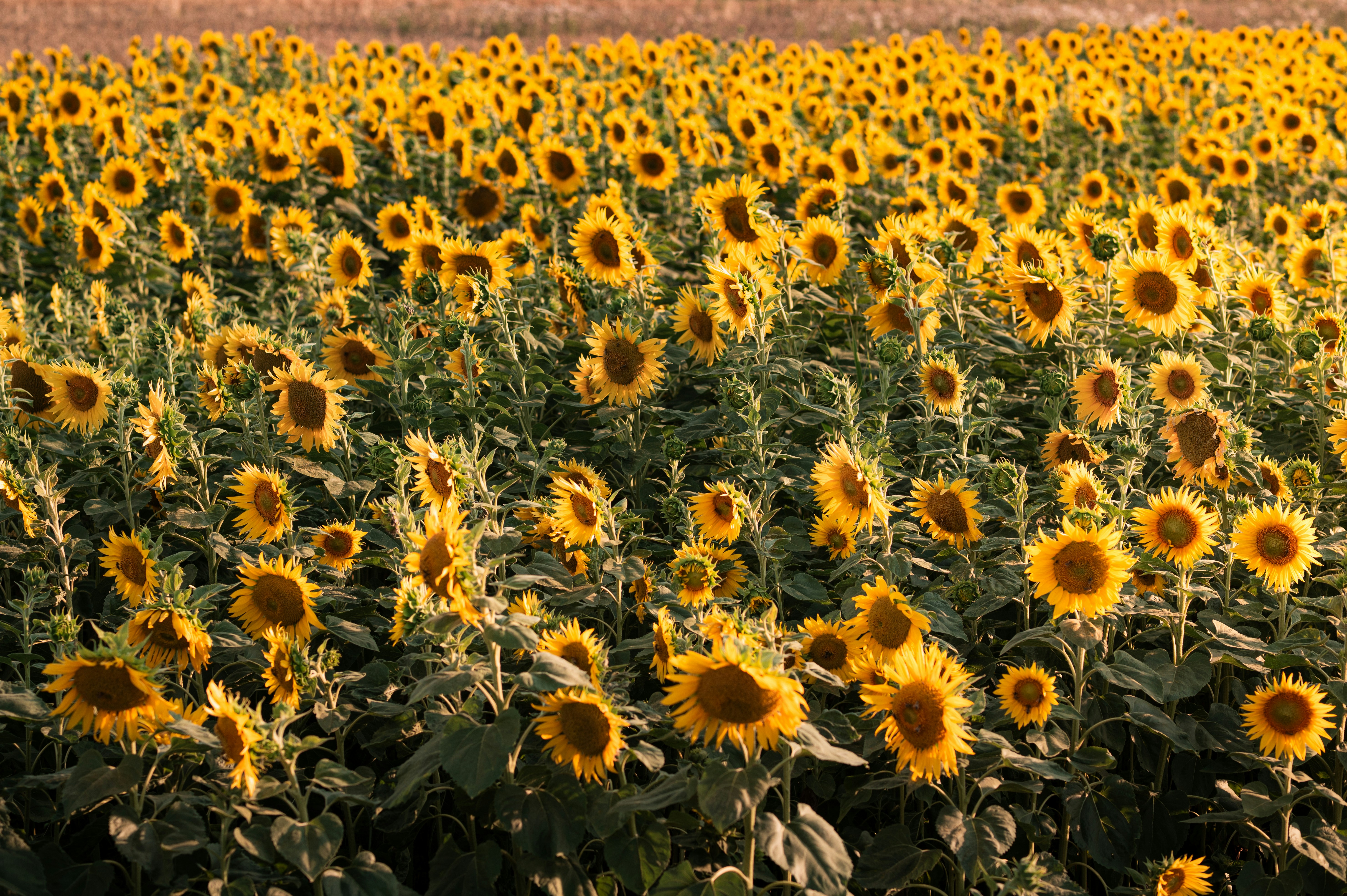 Photo by claudiumorut