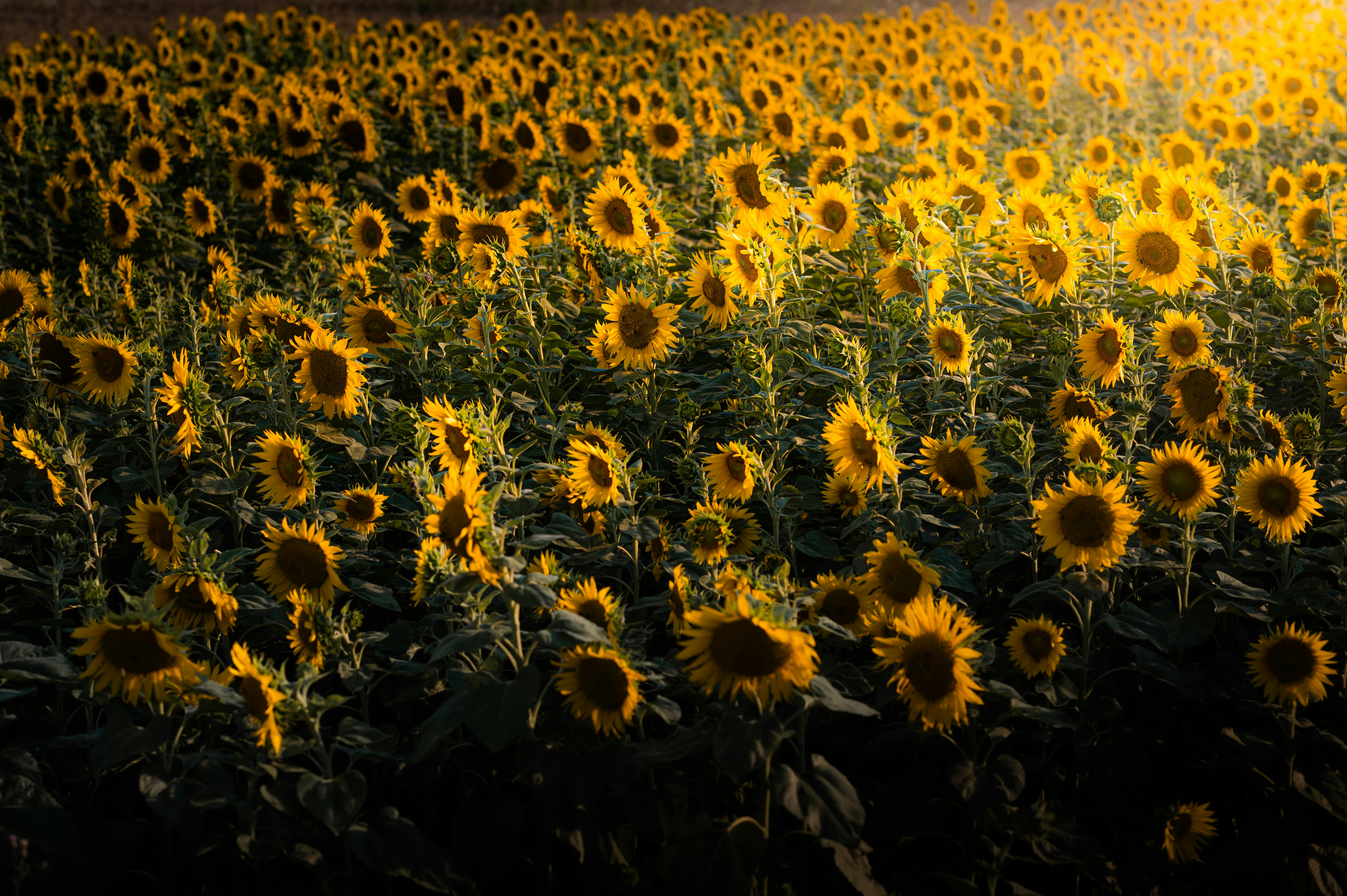 Photo by claudiumorut