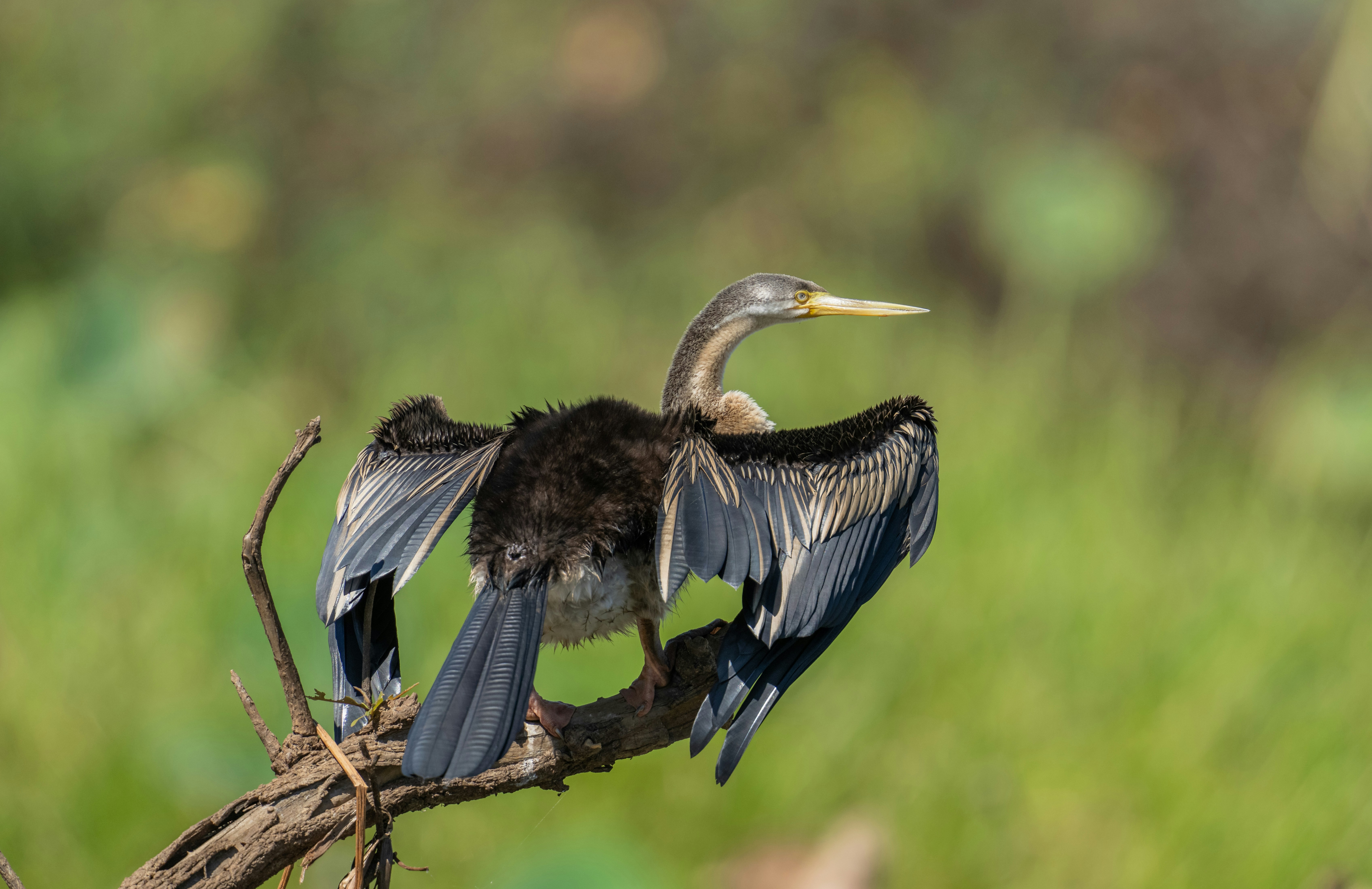 Um pássaro darter abre suas asas. foto – Imagem grátis sobre Animal na  Unsplash, image size:3000x1944