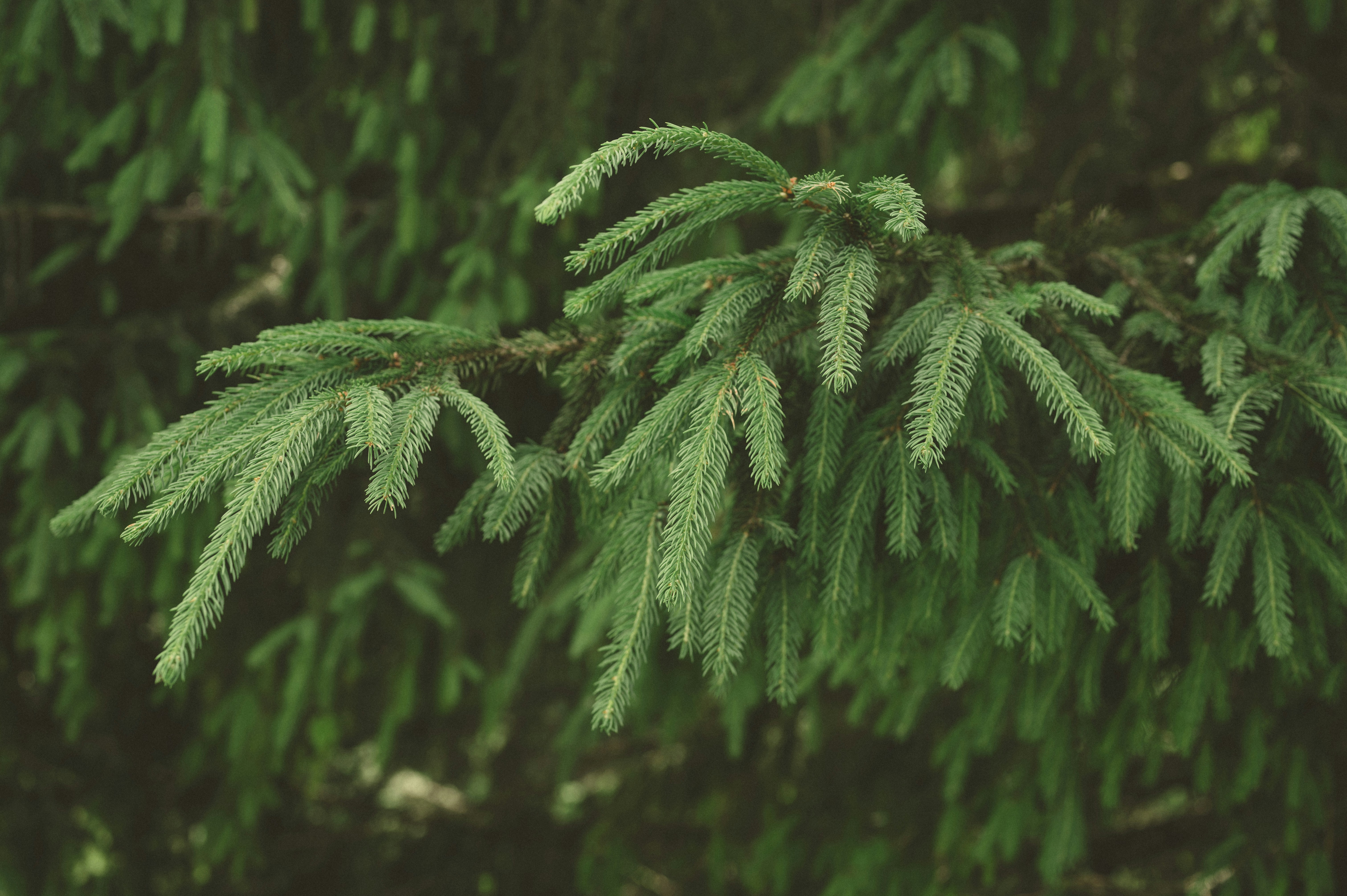 Photo by claudiumorut