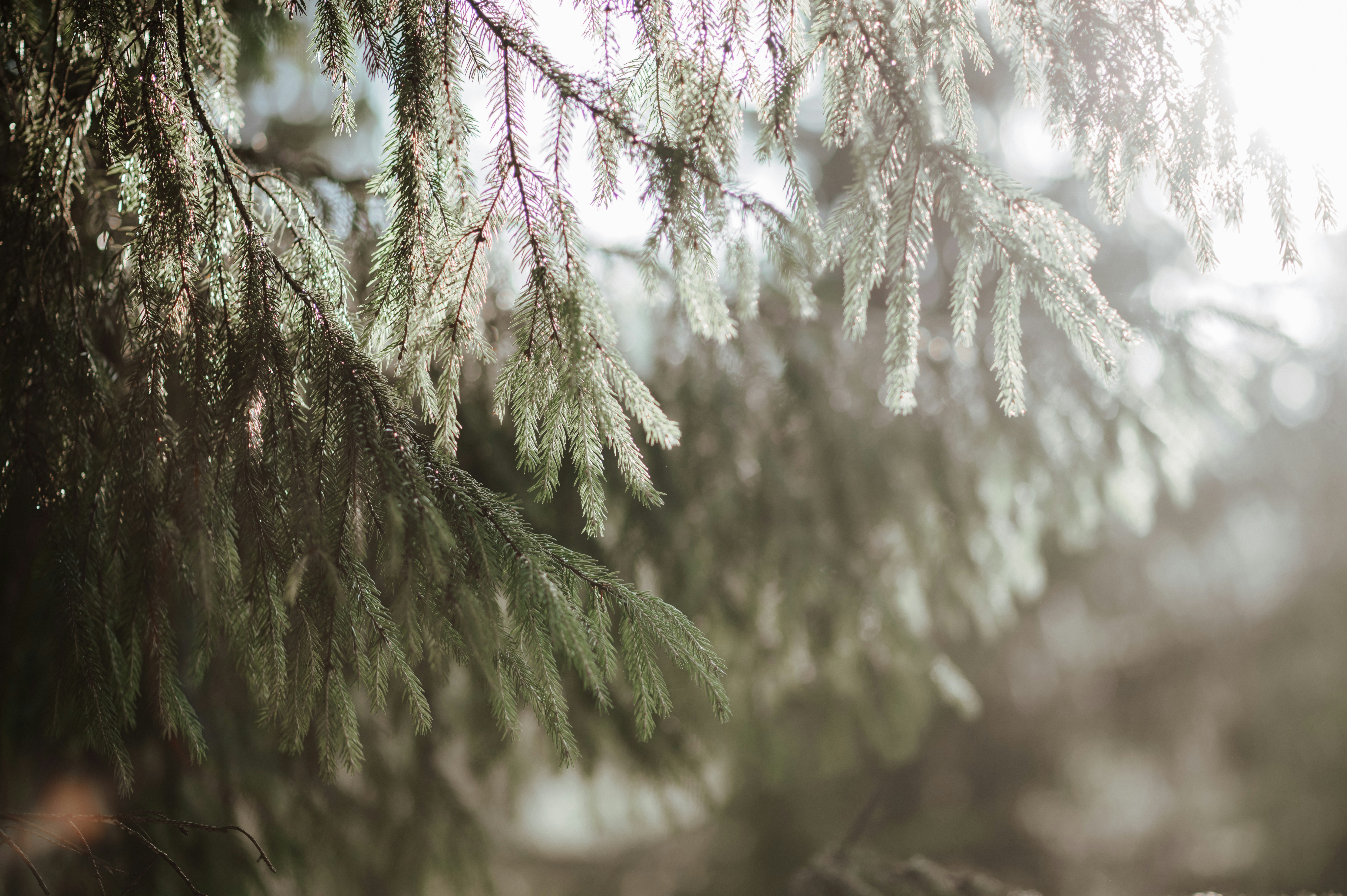 Photo by claudiumorut