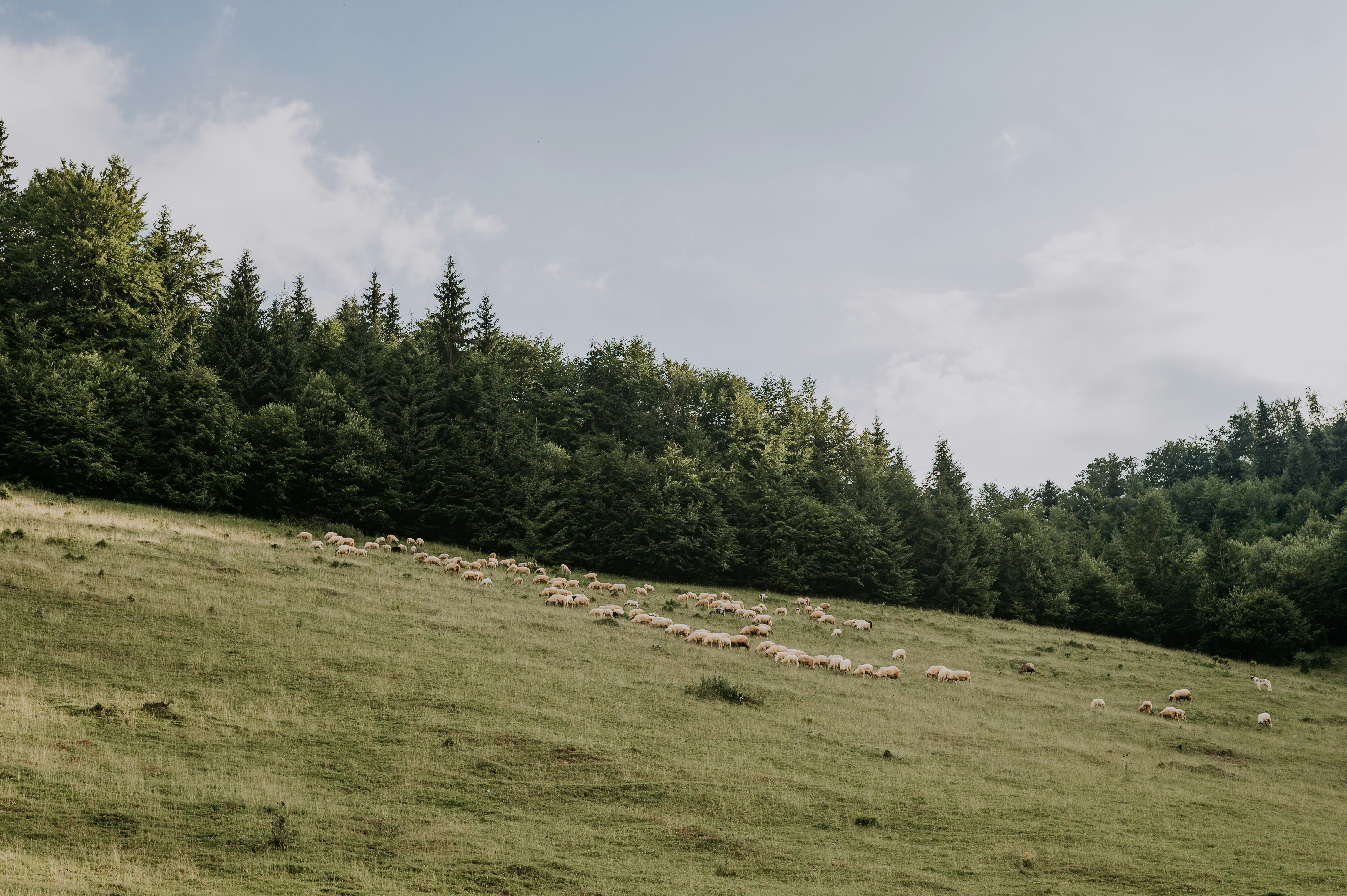 Photo by claudiumorut