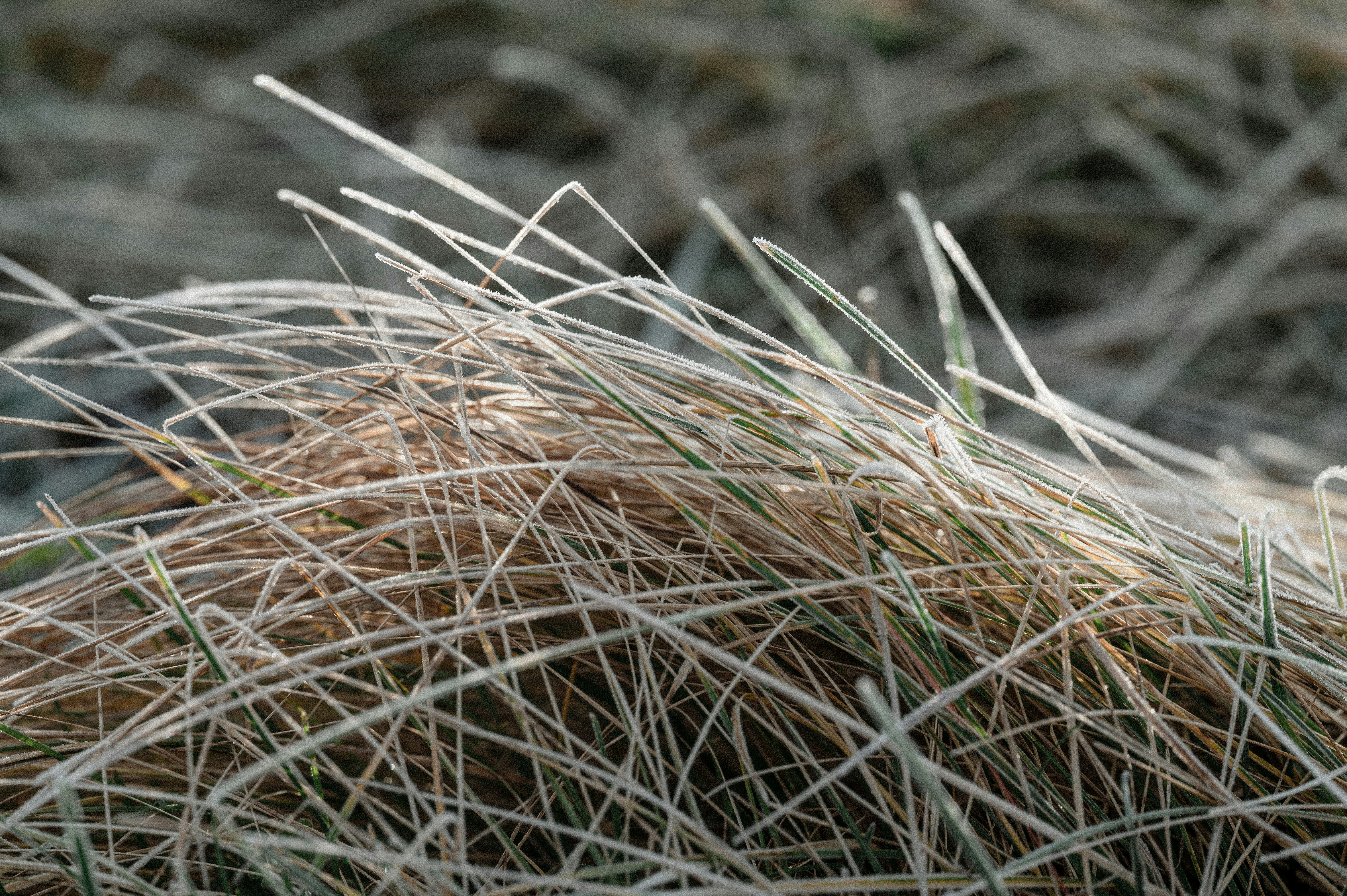Frost clings to dry grass in winter.