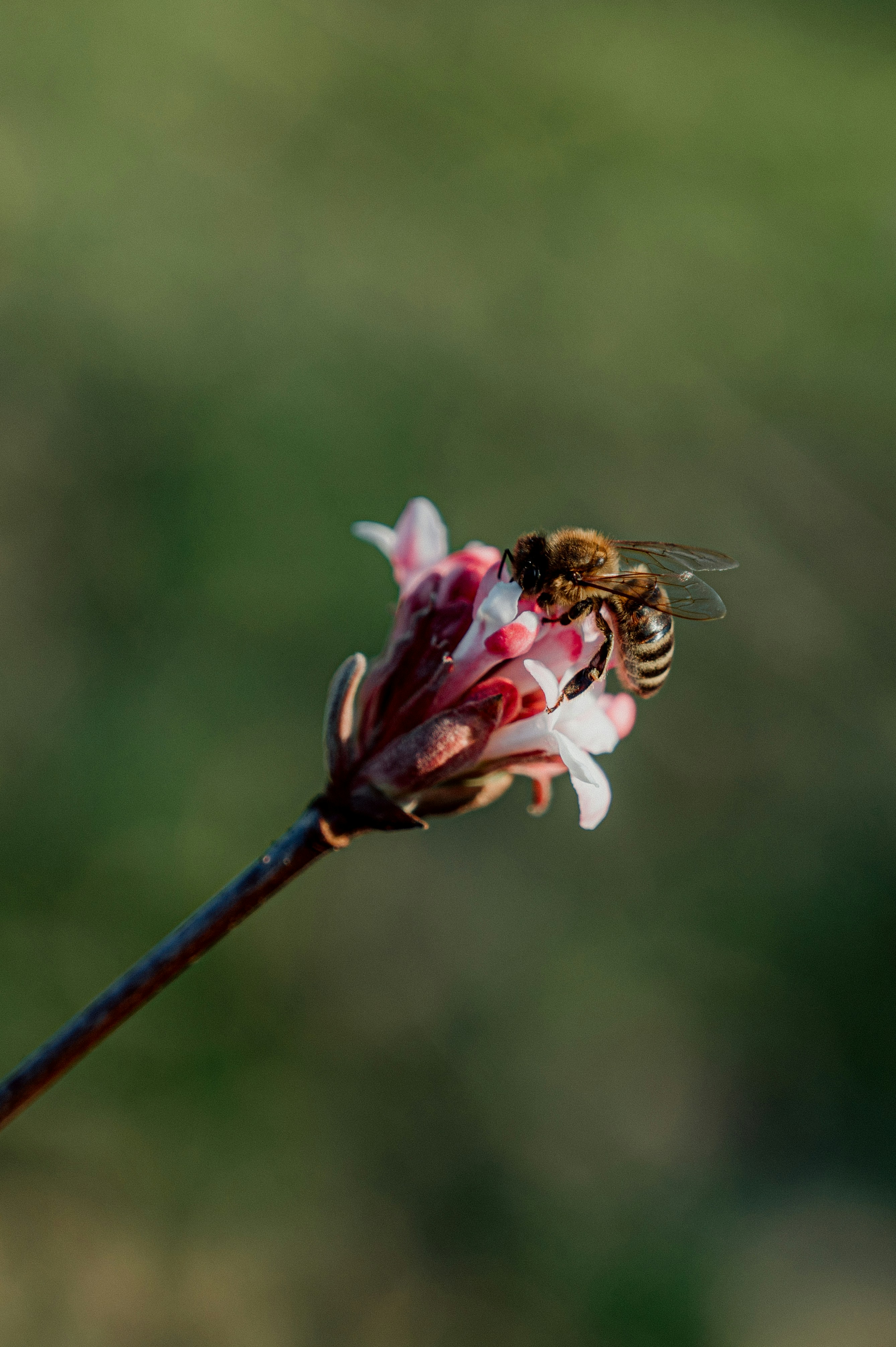 A bee is pollinating a delicate flower.