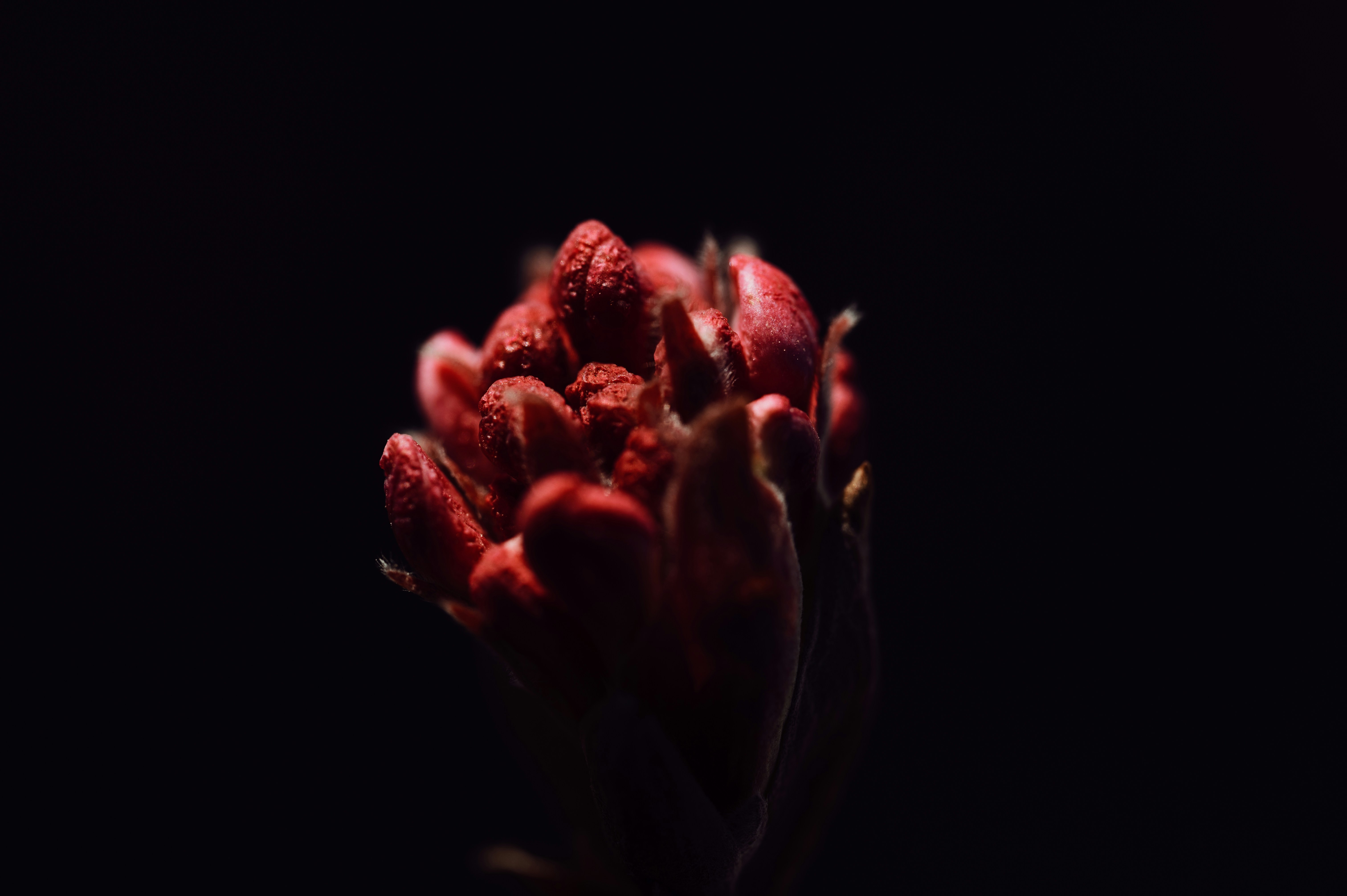 Photo by claudiumorut