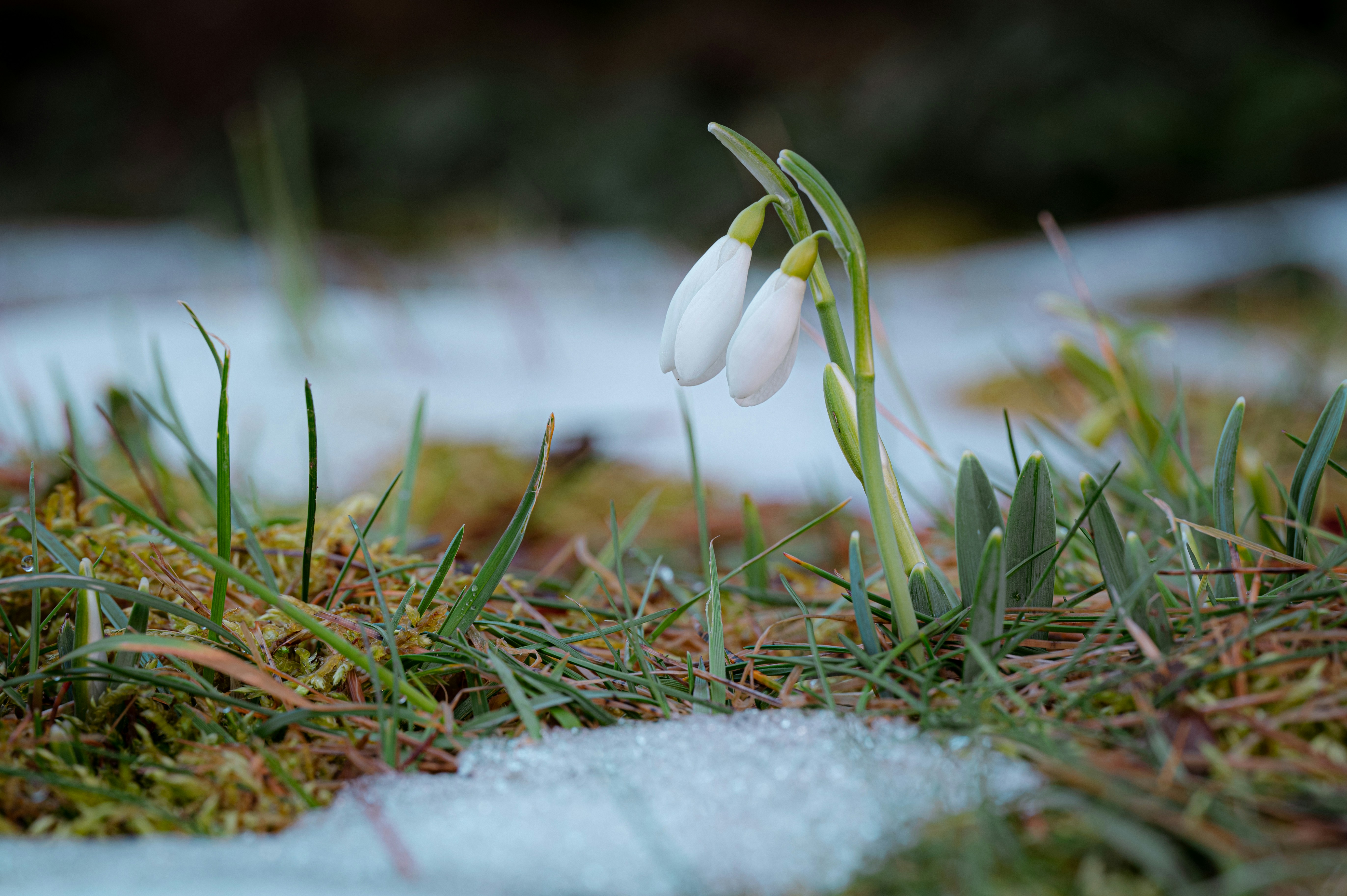 Photo by claudiumorut