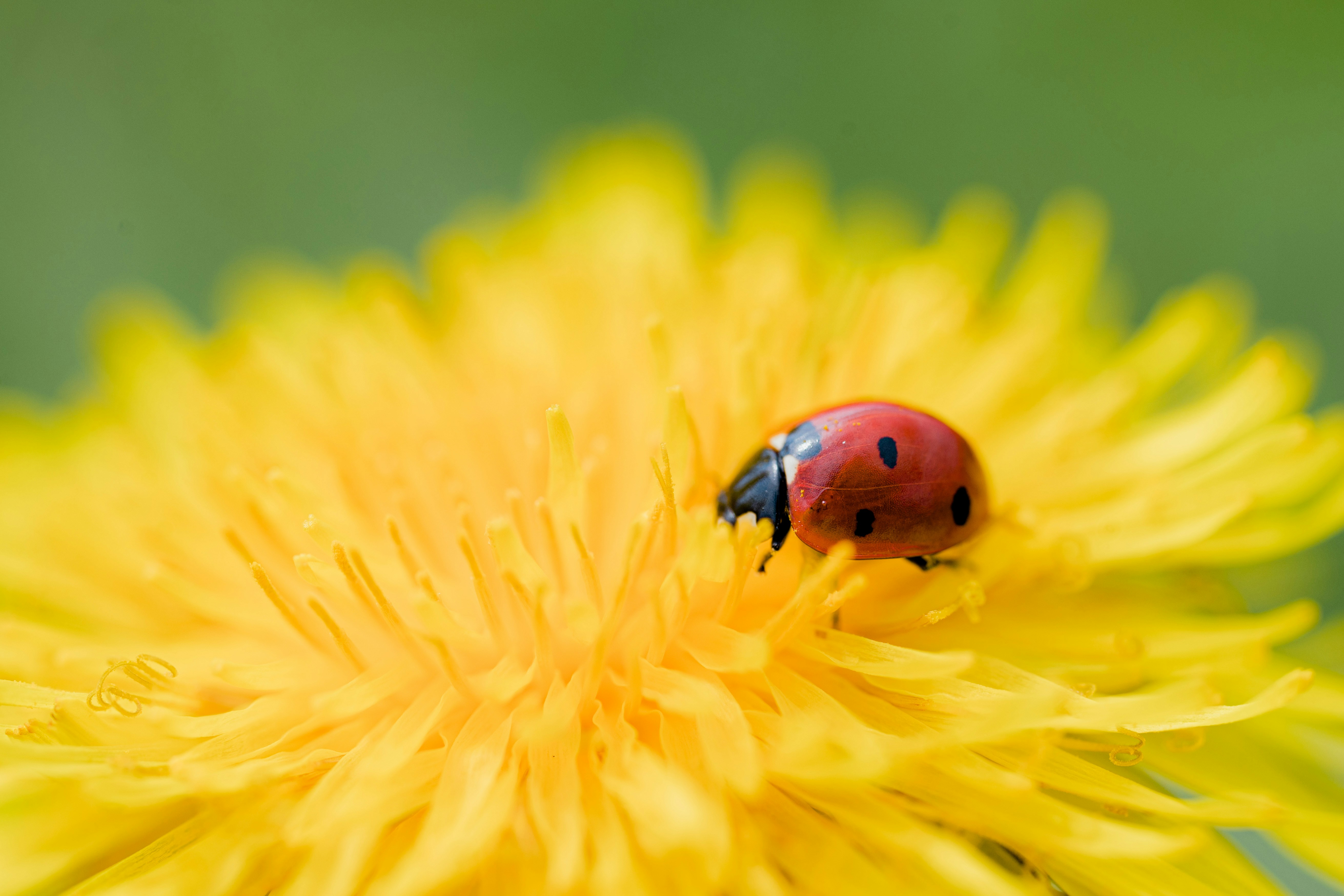 A ladybug perches on a bright yellow flower.