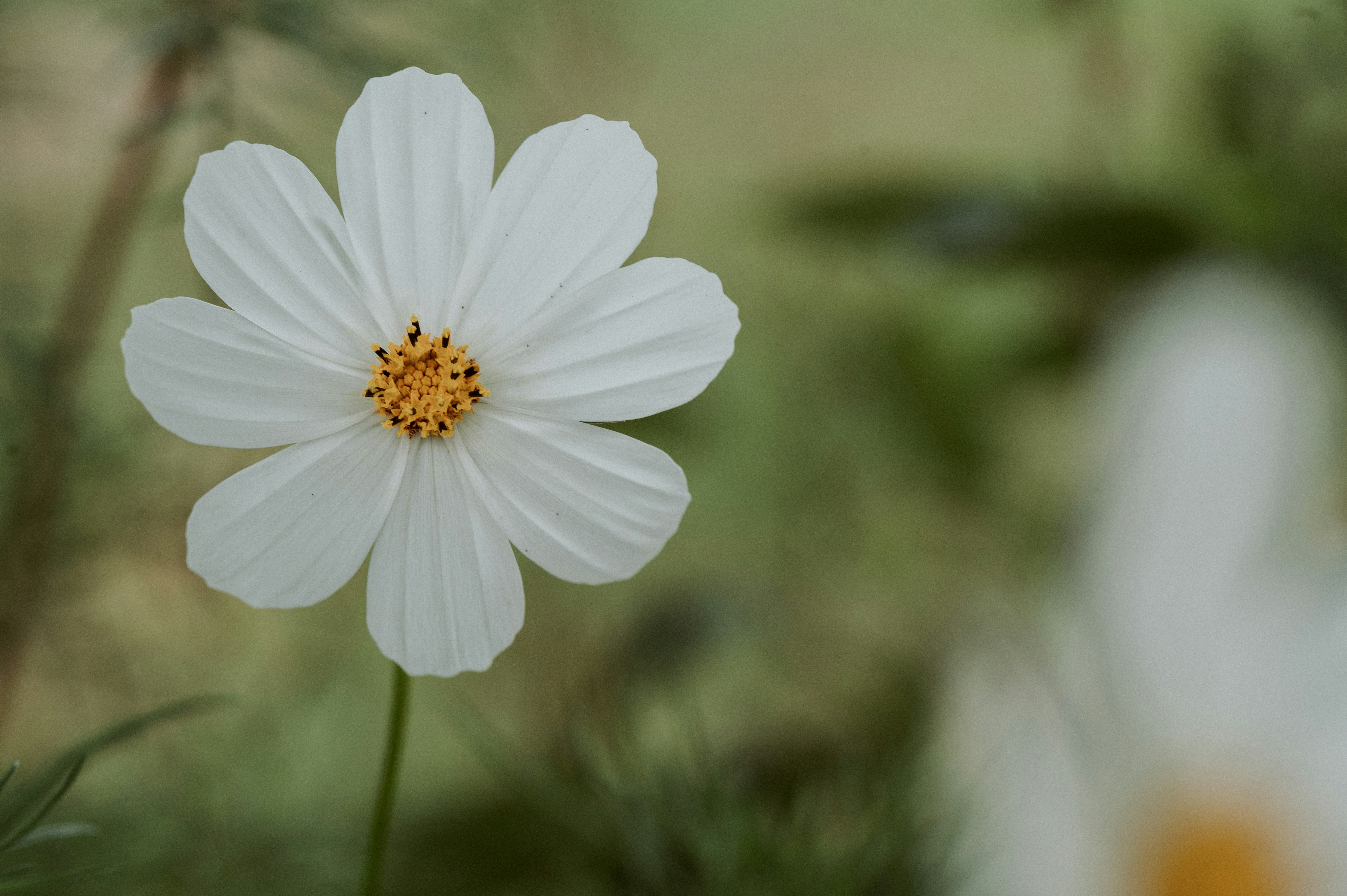 A white flower stands out with its petals.
