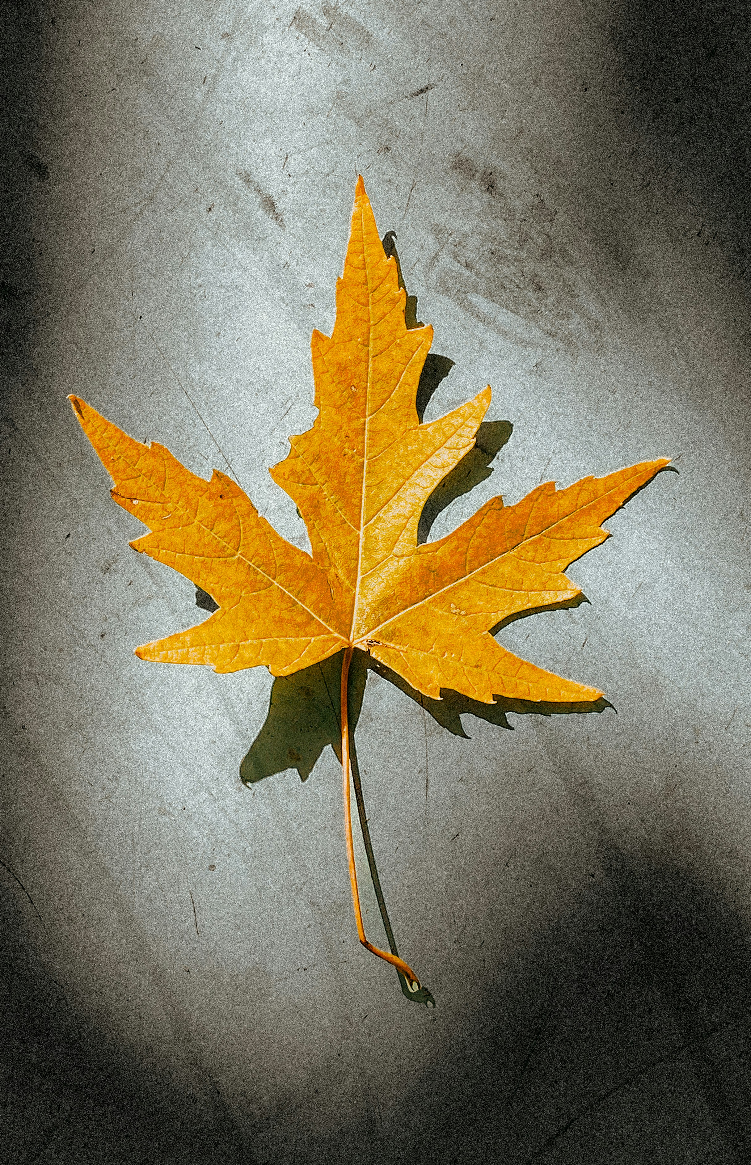 A vibrant, yellow leaf sits on a surface.