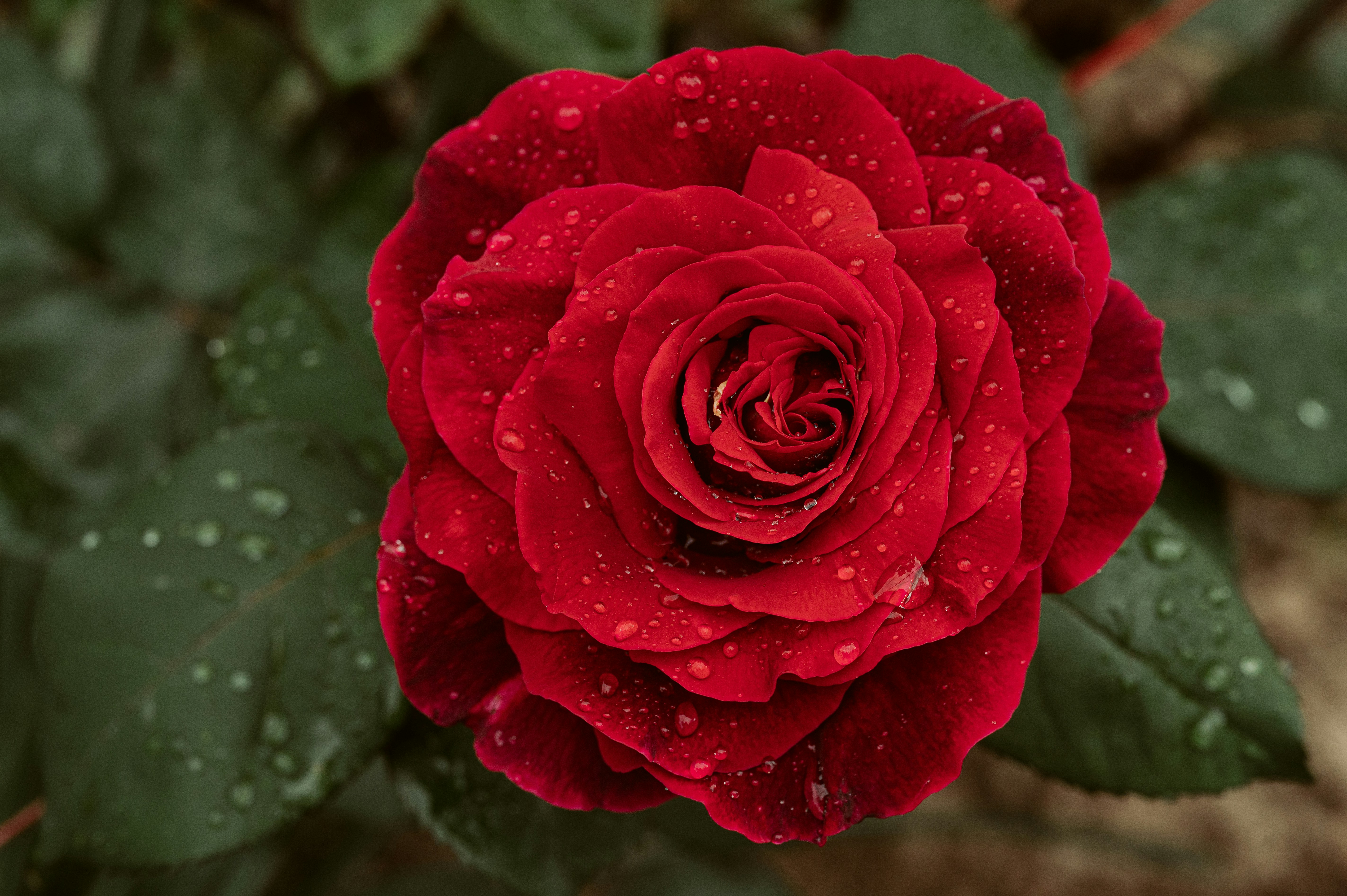 Photo by claudiumorut