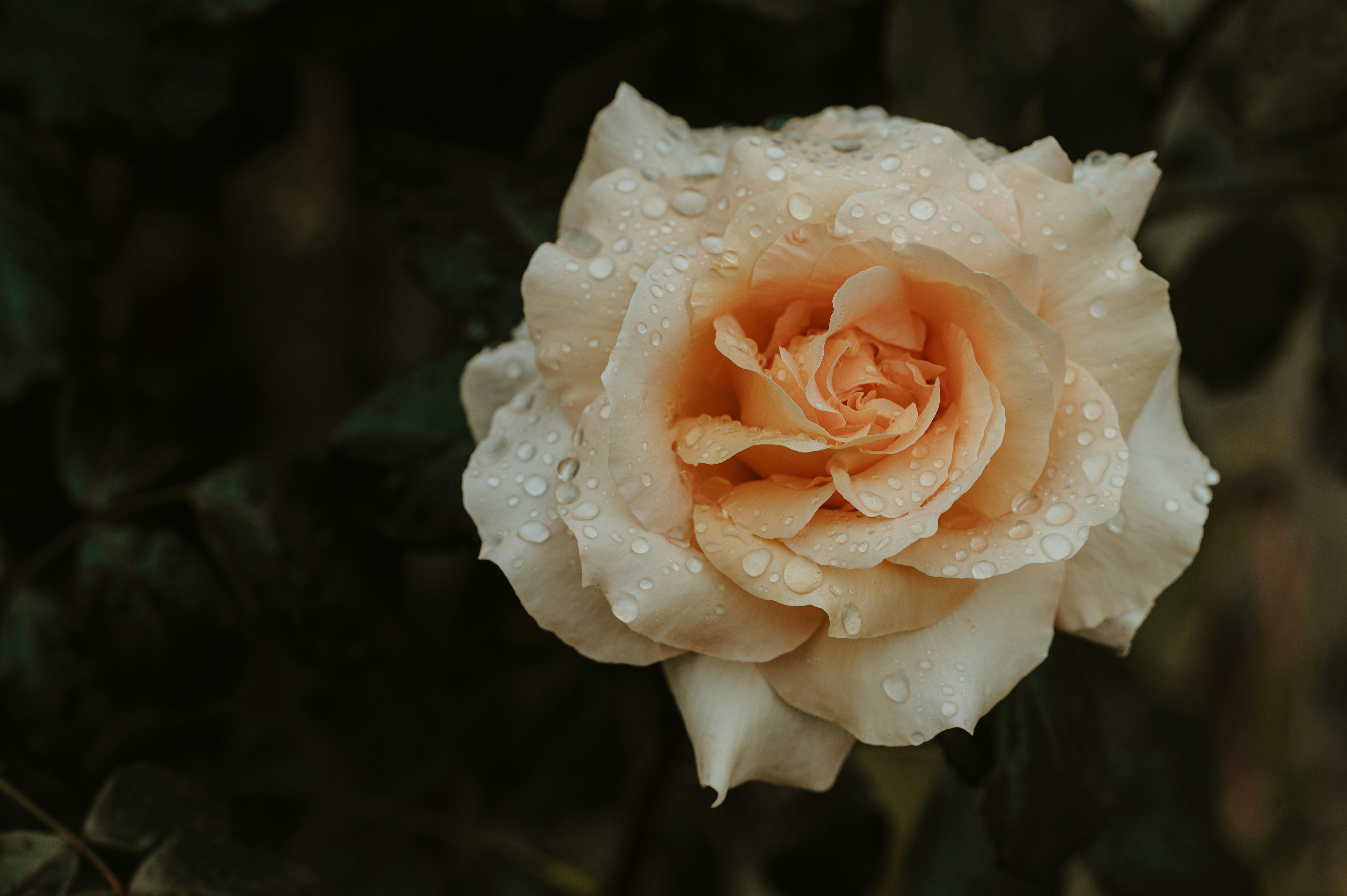 Photo by claudiumorut