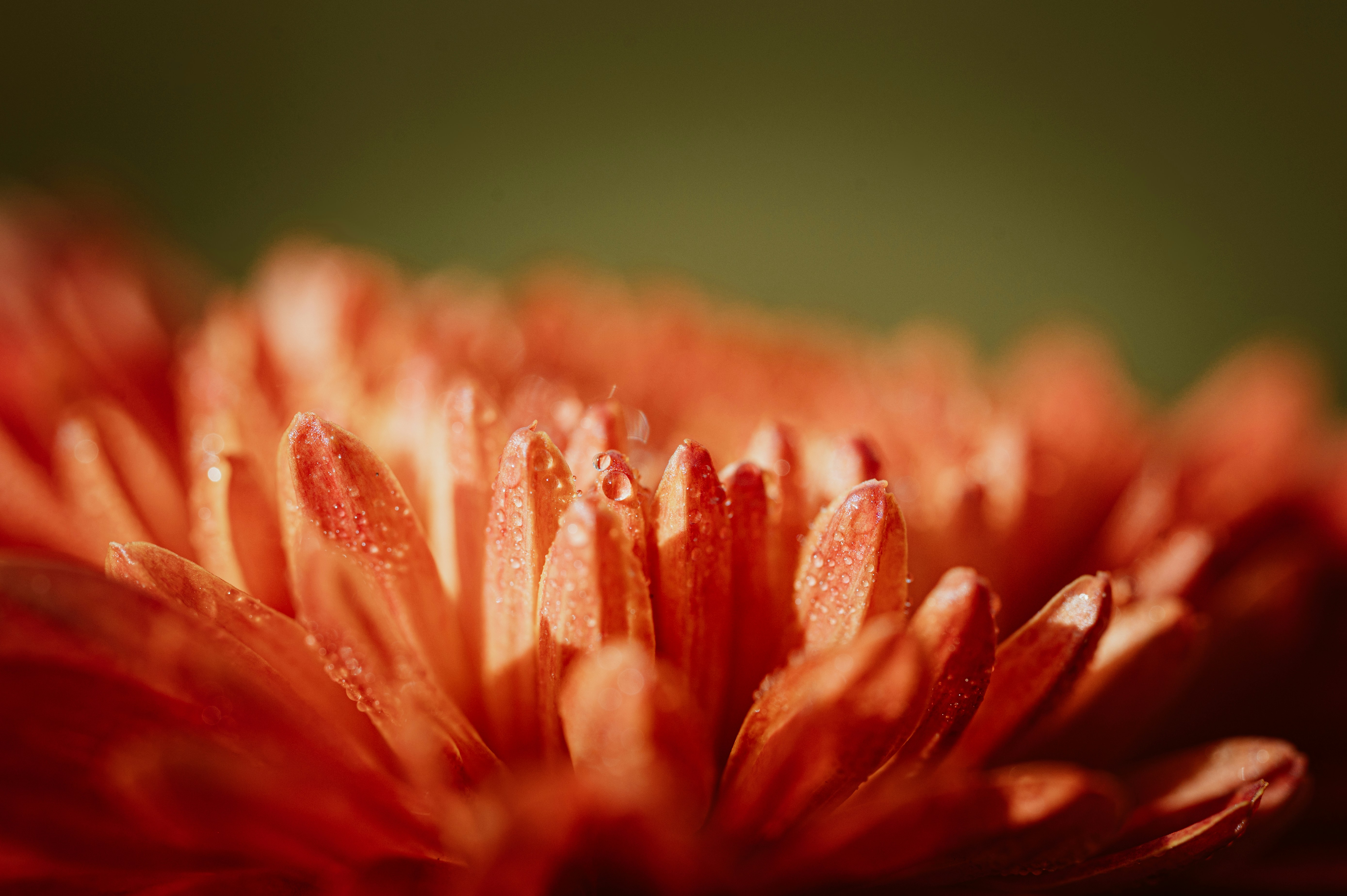 Photo by claudiumorut