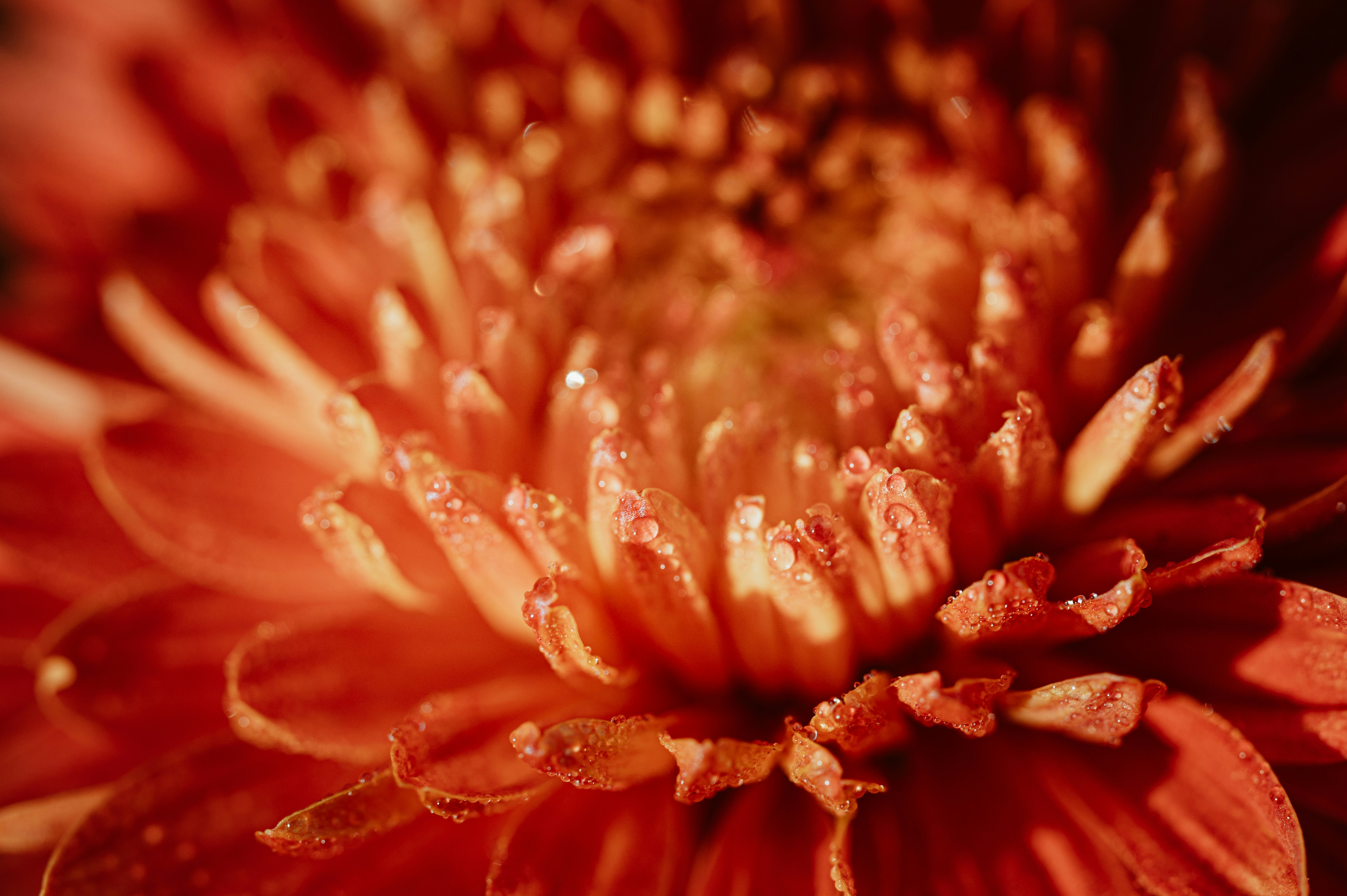 Photo by claudiumorut