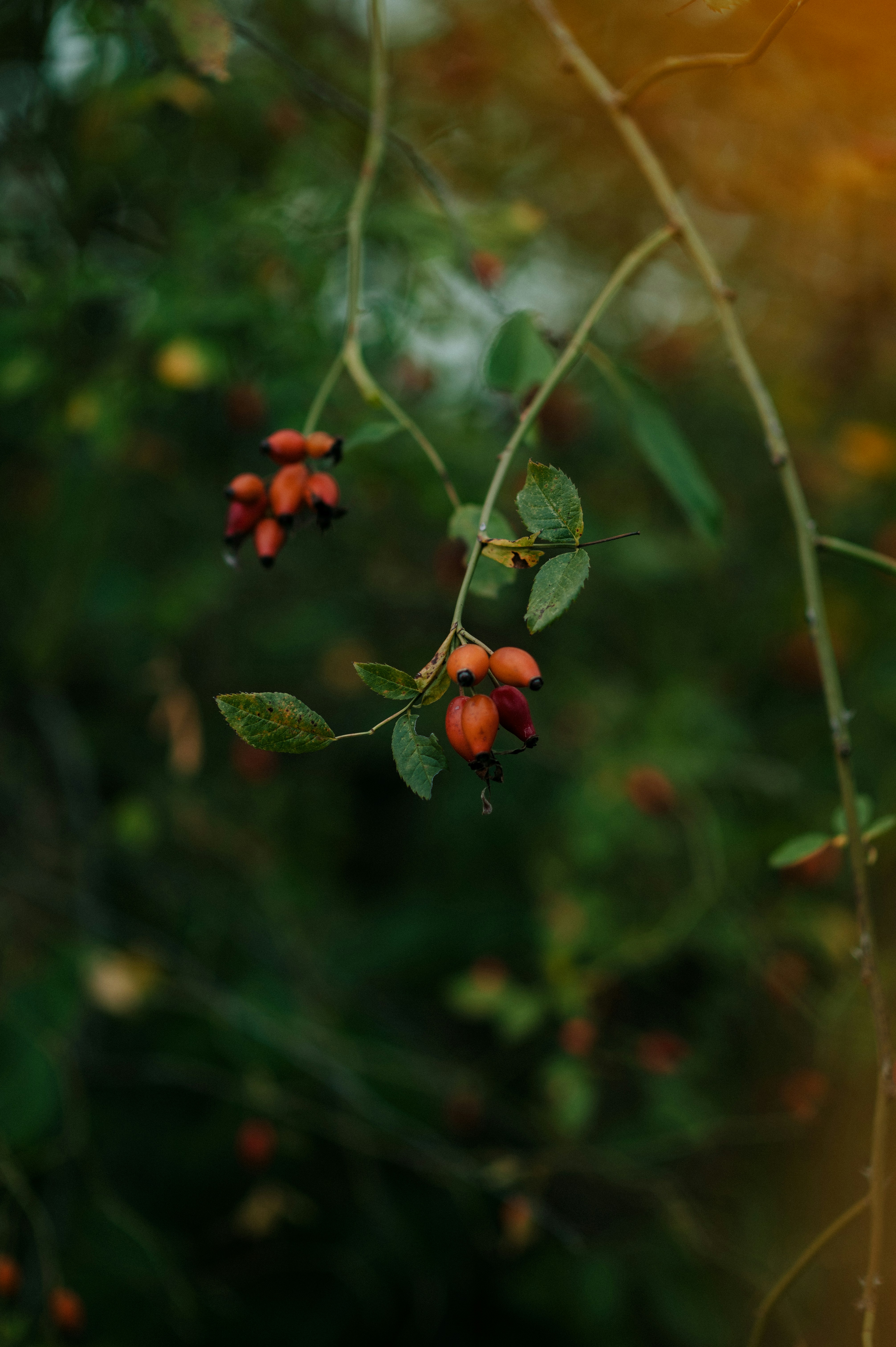 Photo by claudiumorut