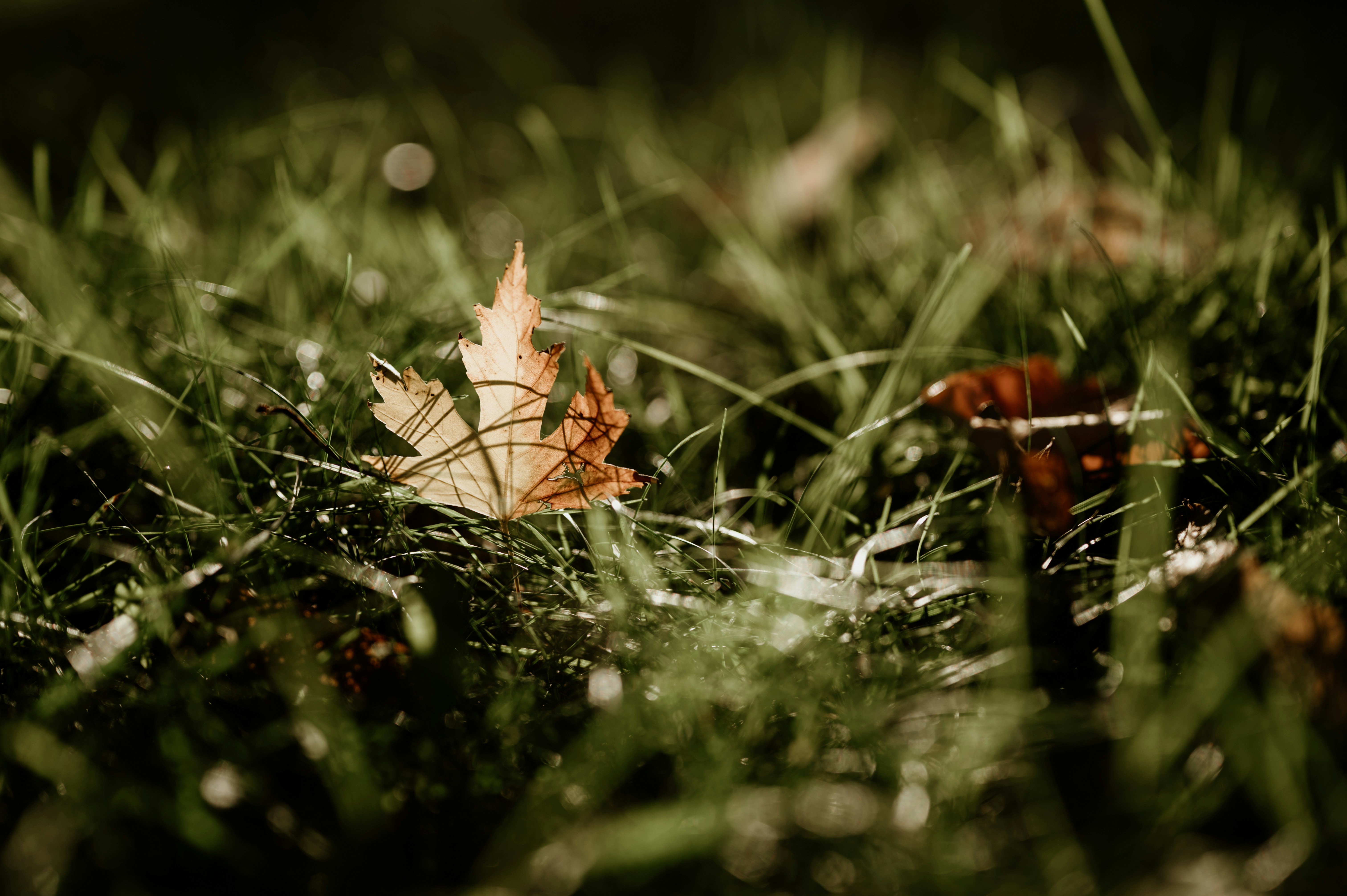 Autumn leaves rest upon green grass.