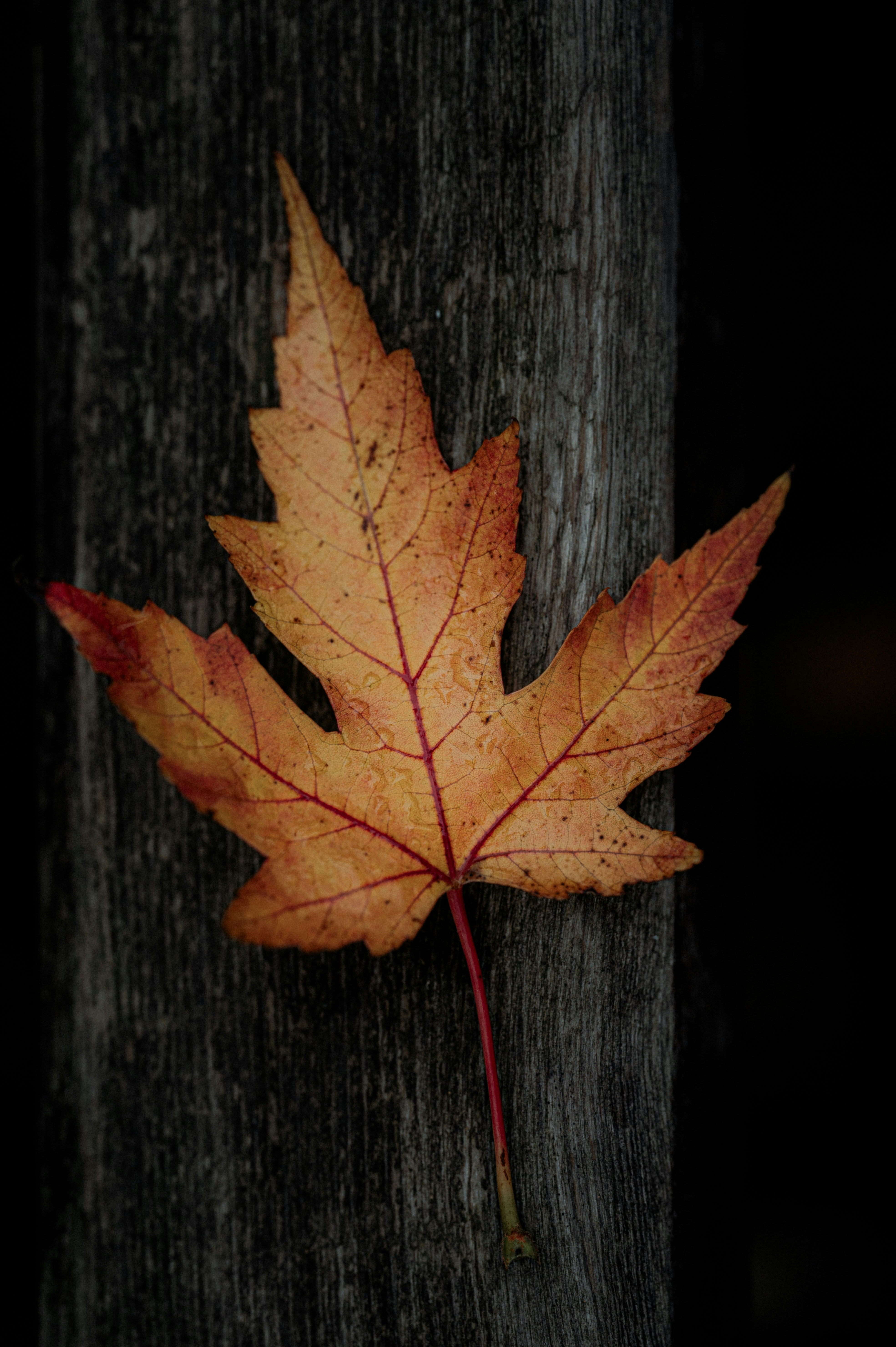 Photo by claudiumorut