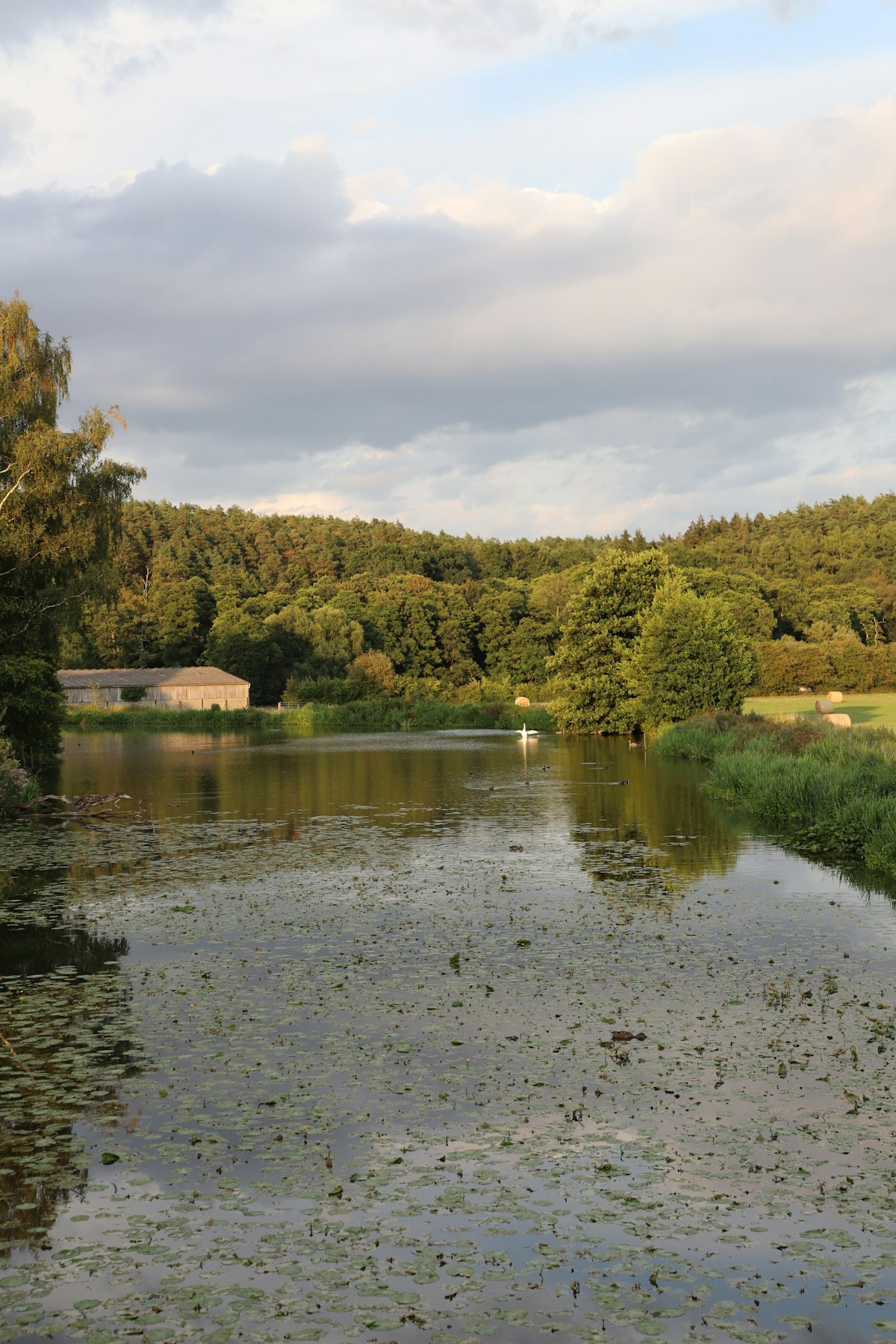 The River Thames reflecting trees near Weybridge in Elmbridge, Surrey