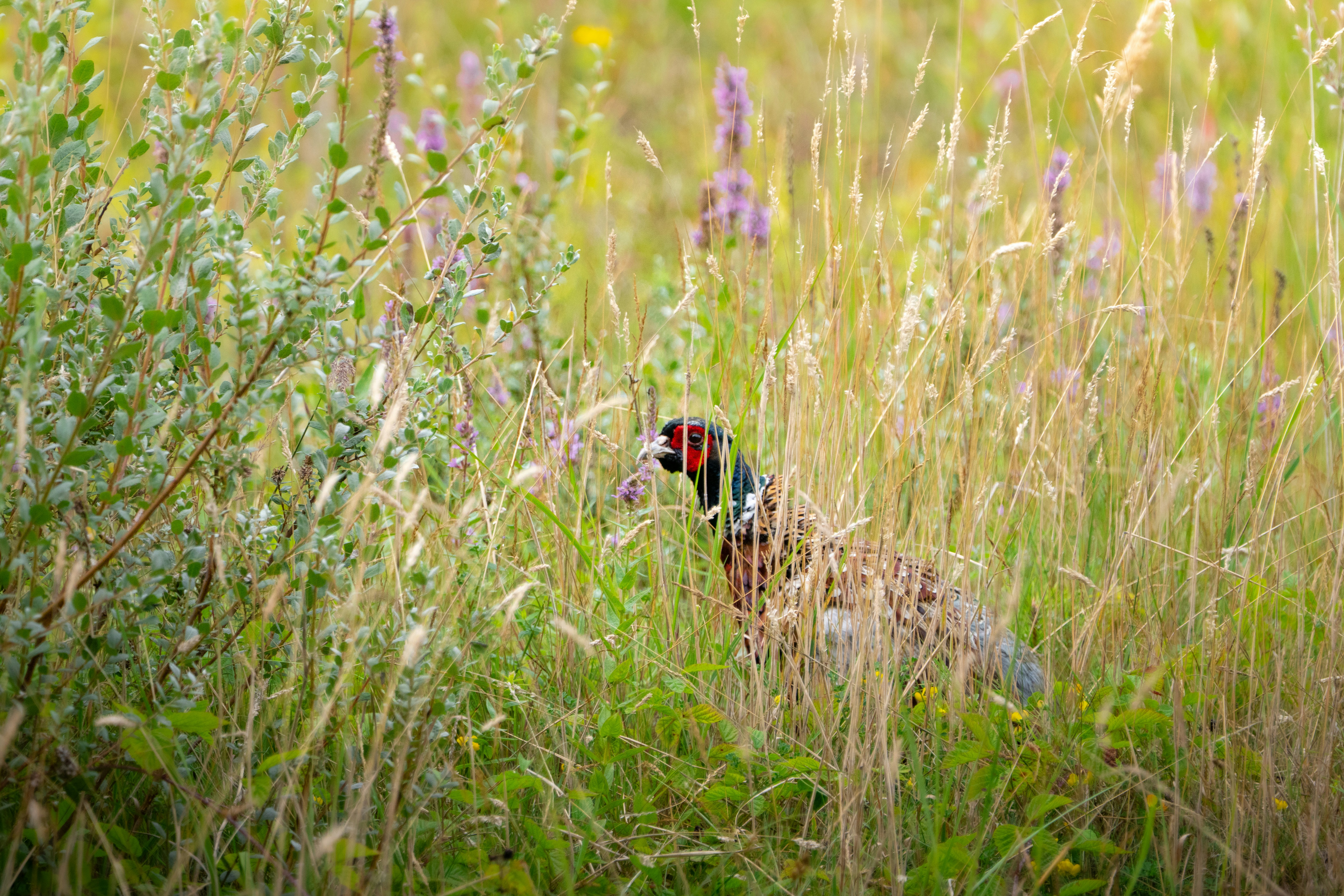 Photo by ronan_hello