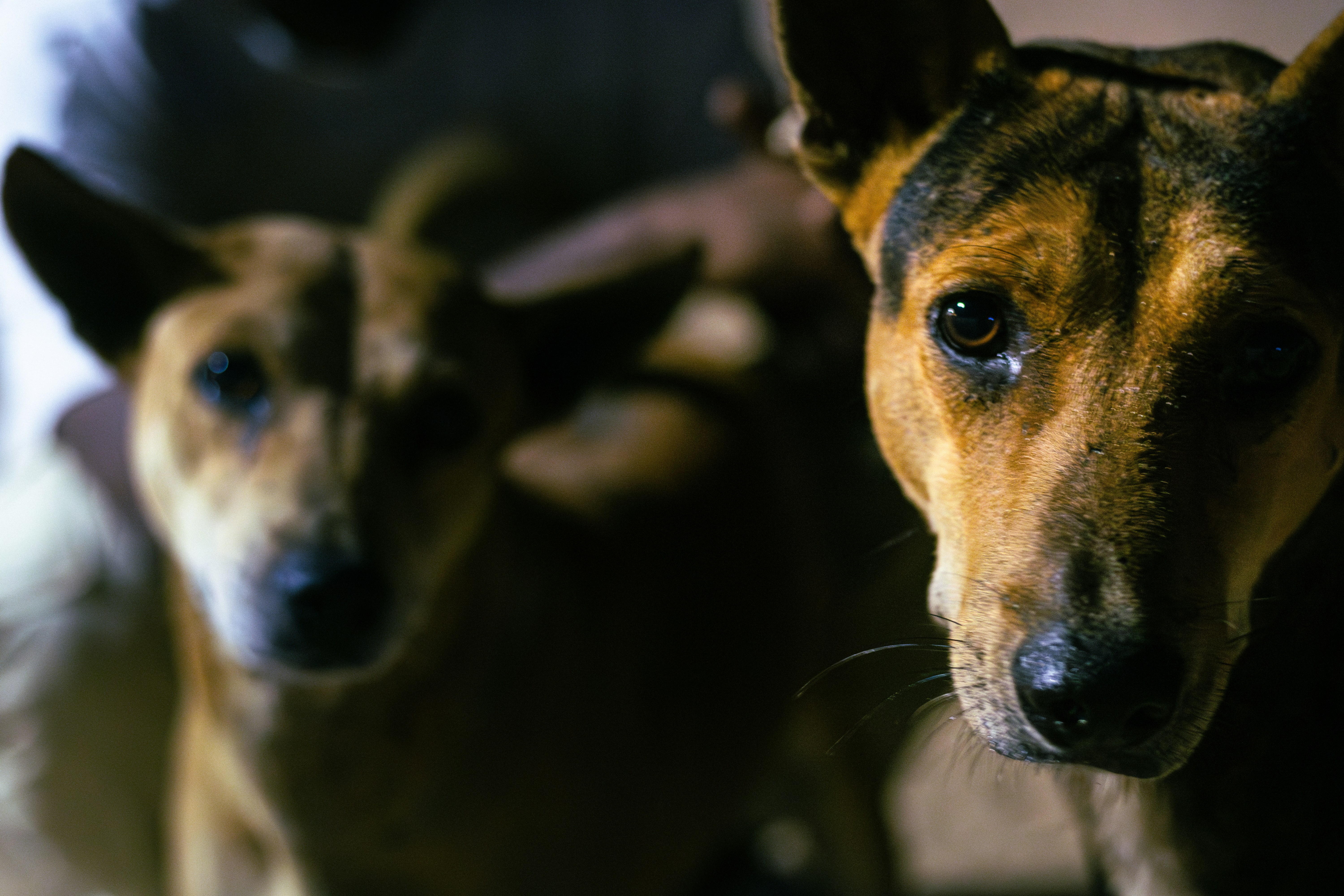 Hundefreundliche Unterkunft in der Eifel – Urlaub mit Ihrem Haustier