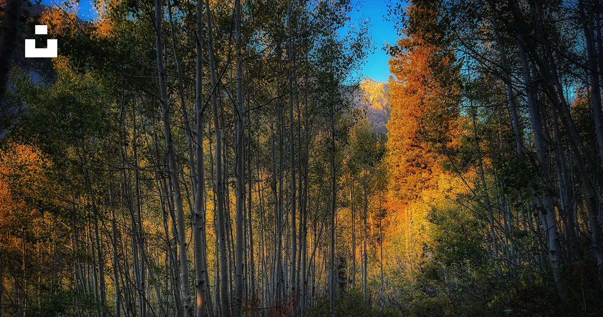 Autumn trees line a forest path. photo – Free Autumn Image on Unsplash