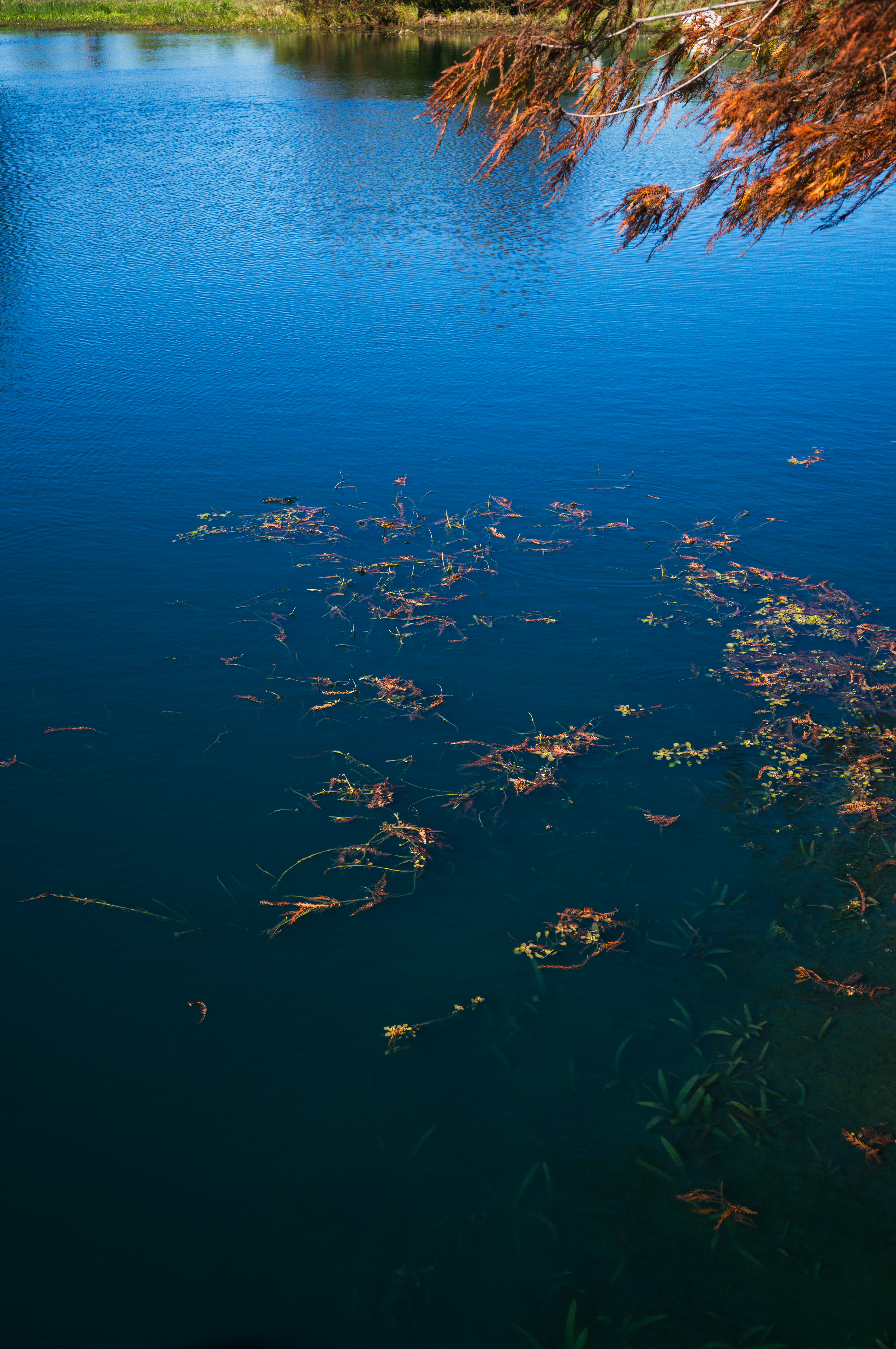 Blue water reflects with plant debris.