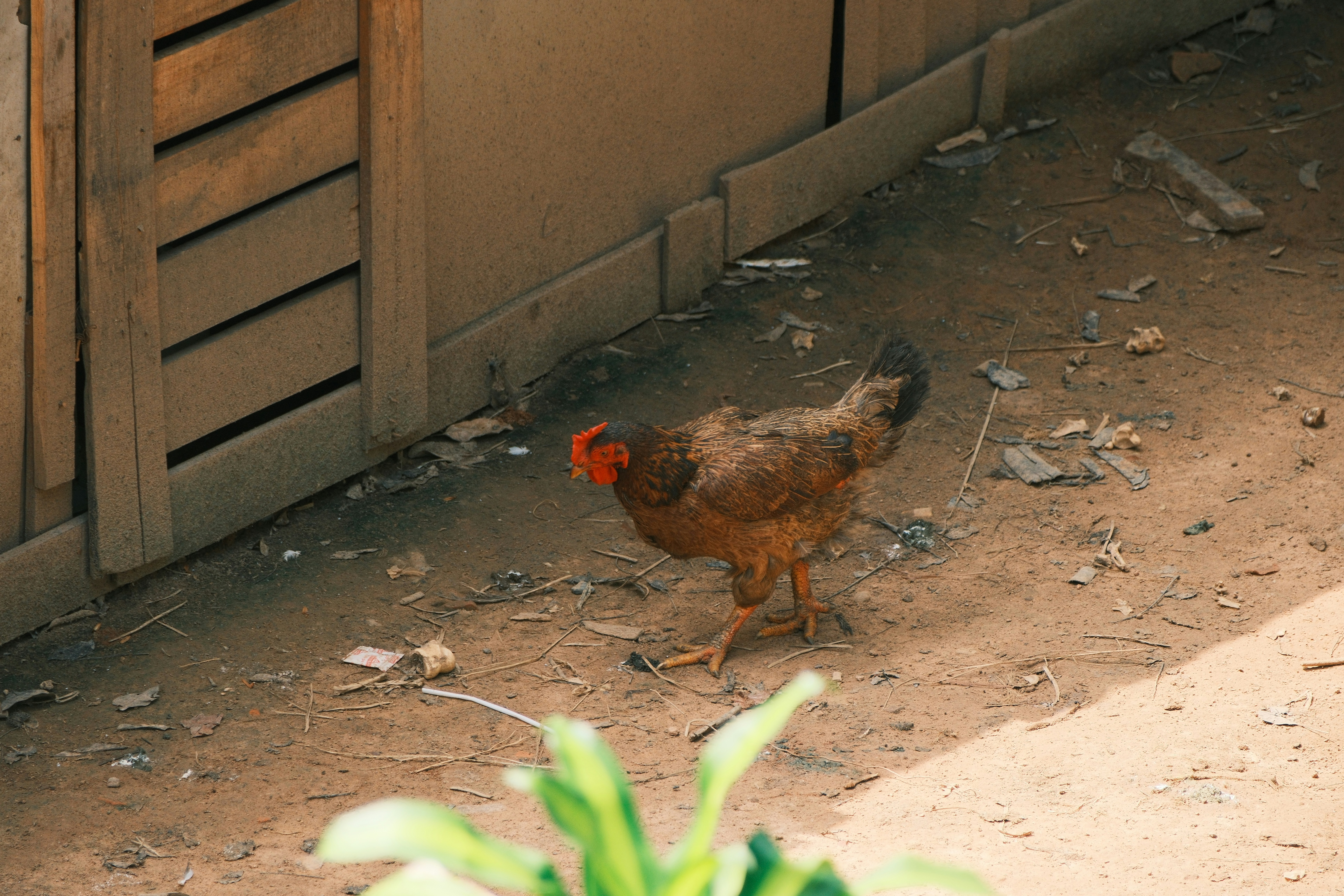 A chicken walks beside a wooden fence.