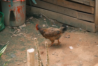 A chicken walks freely in a dirty area.