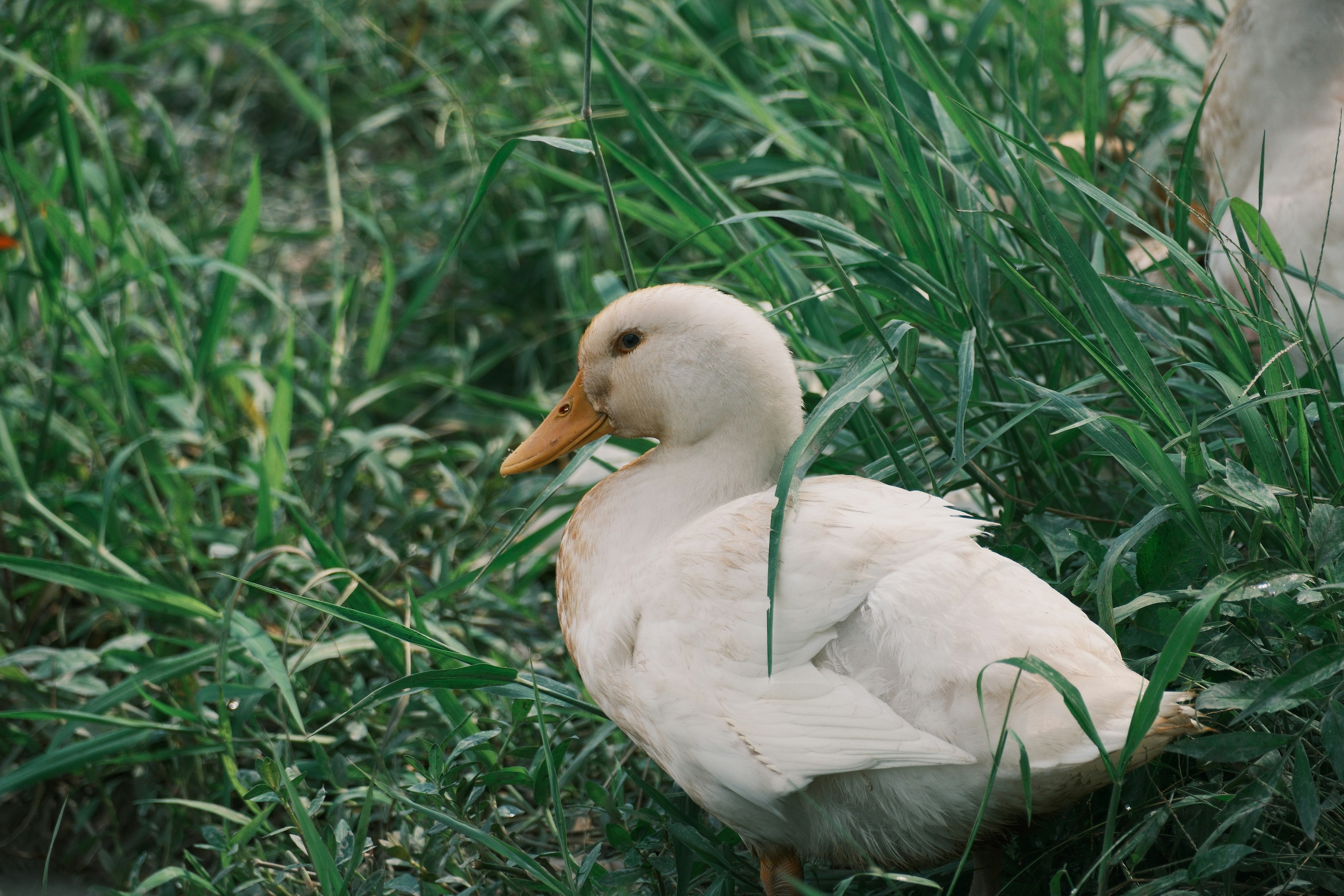 A white duck is resting in tall green grass.
