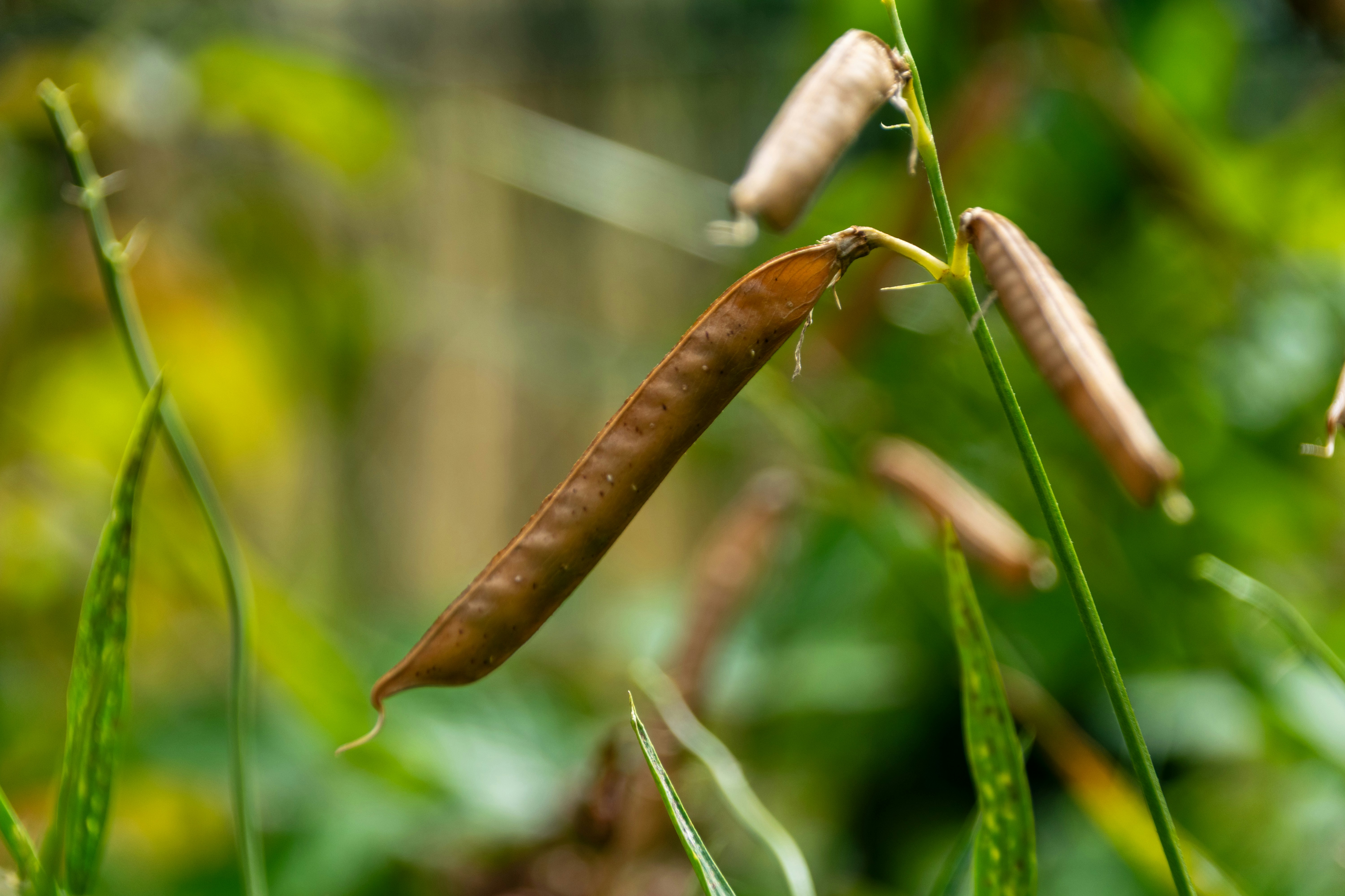 Dried seed pods hang from a vibrant green stem