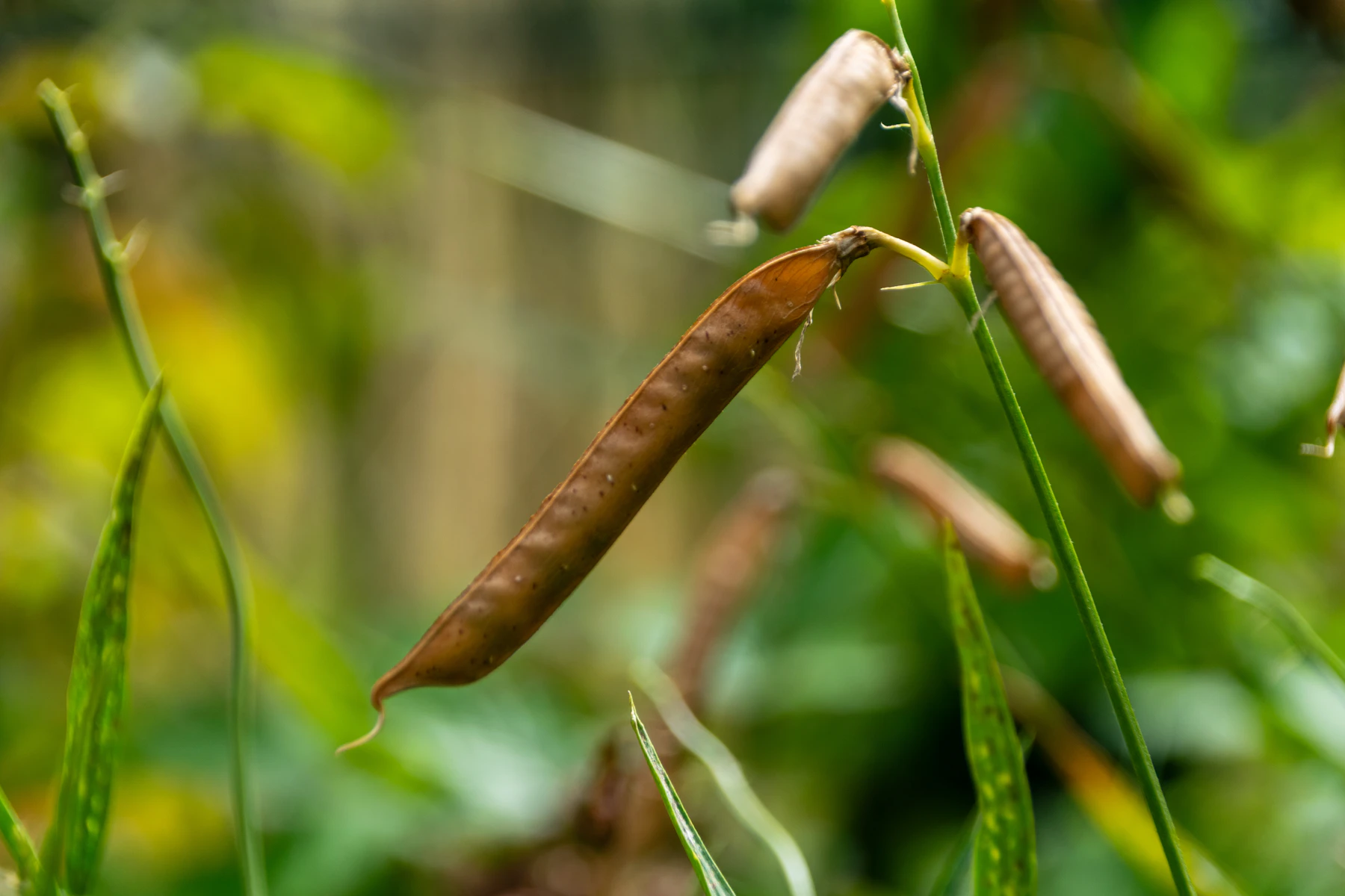 Dry brown seed pods hanging from a green stem with a garden out of focus behind