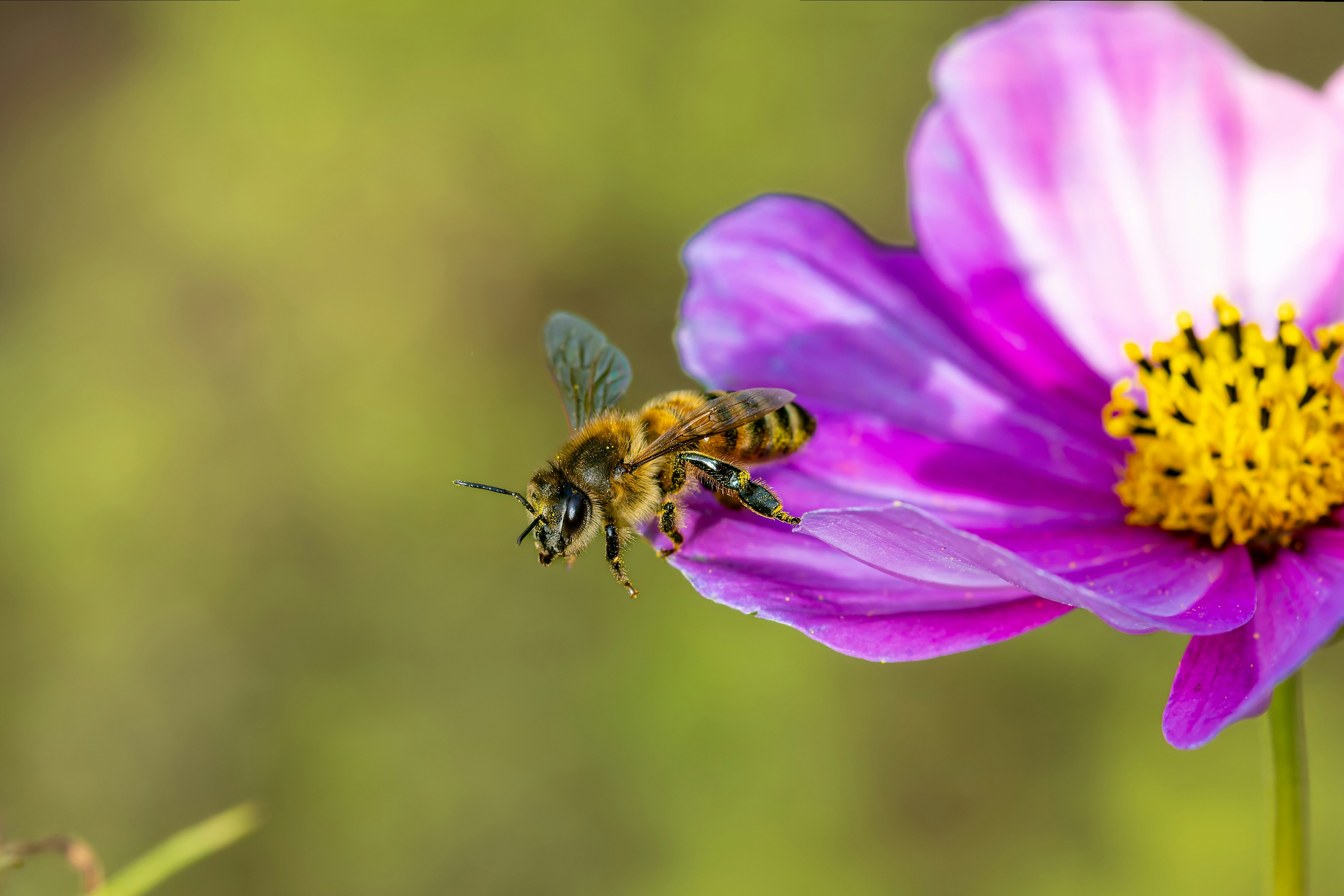 Photo by siegfriedpoepperl