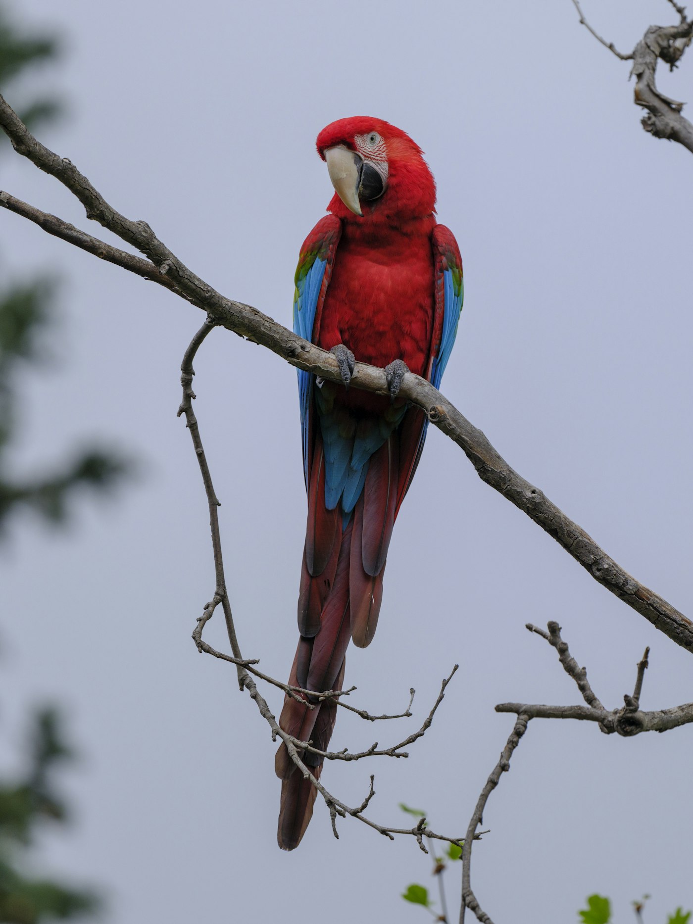 Colorful parrot perched on a tree branch