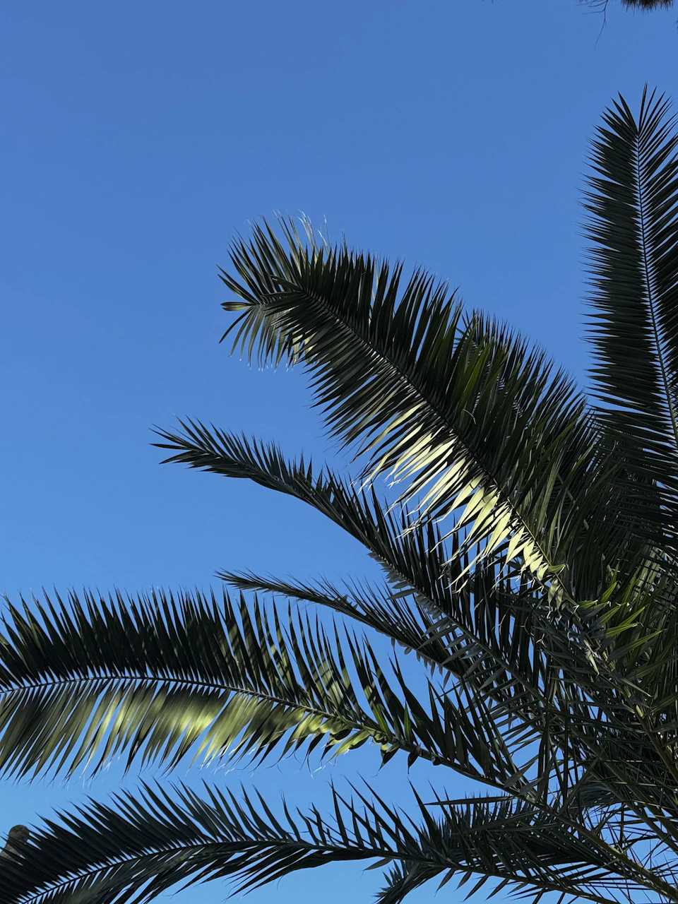 The image depicts a palm tree with long, dark green leaves against a clear blue sky. The sun is shining brightly on the leaves, casting shadows and highlighting their texture. The perspective of the photo is from below, looking up at the towering palm tree.