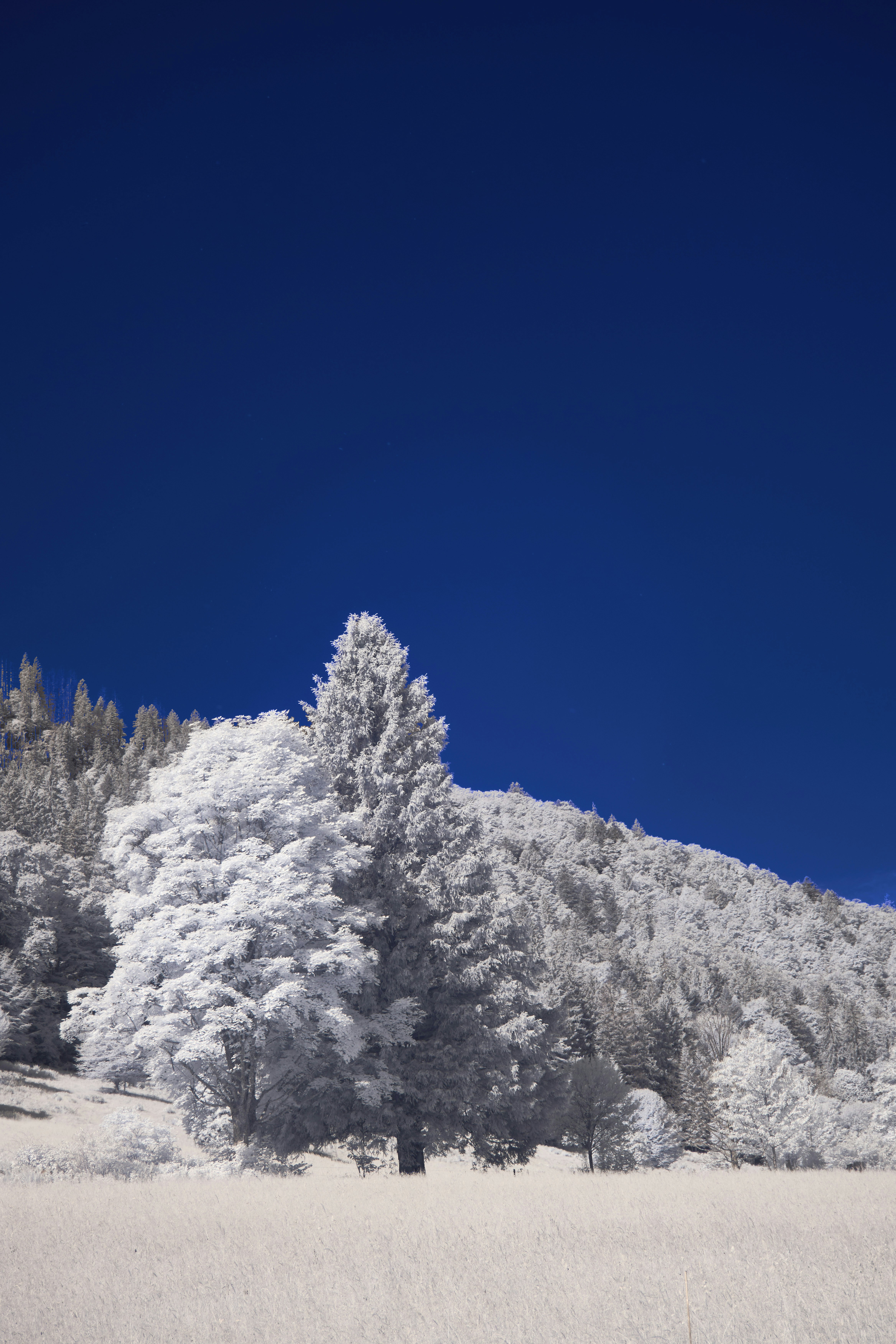 Photo by wolfgang_hasselmann