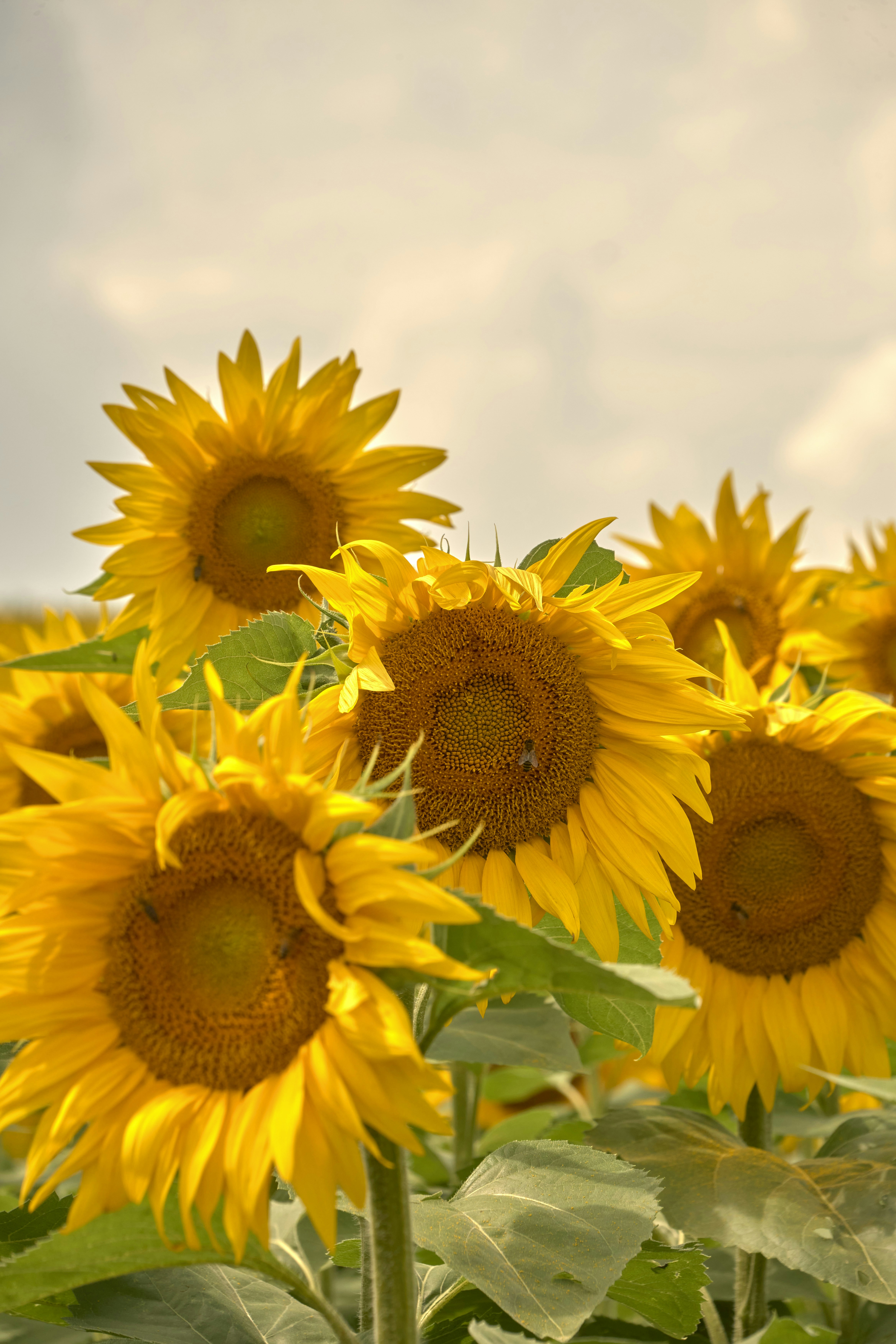 Photo by wolfgang_hasselmann