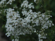 White flowers bloom in a cluster.