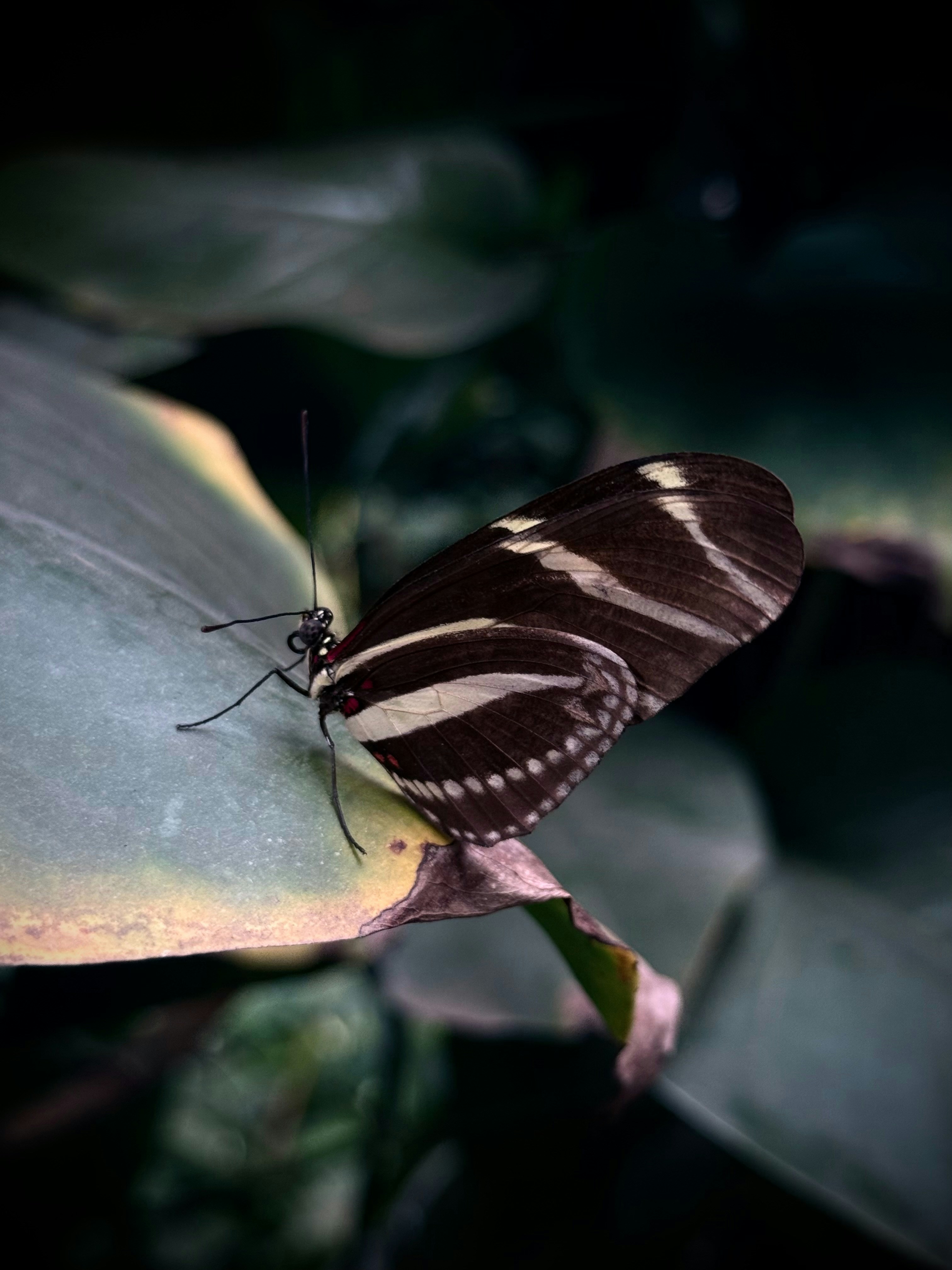 A zebra longwing butterfly rests on a leaf.