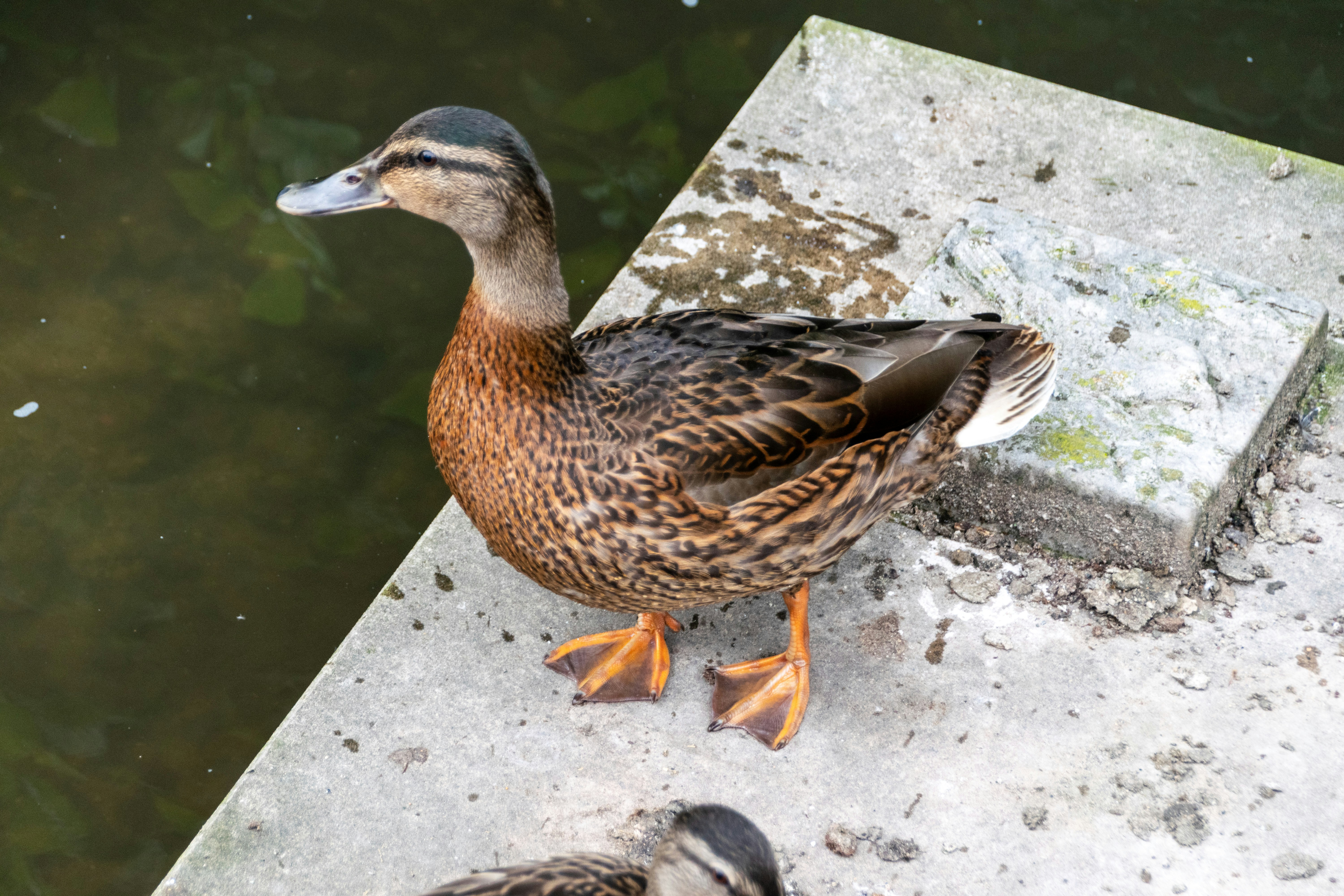Variety of Duck Feet Treats