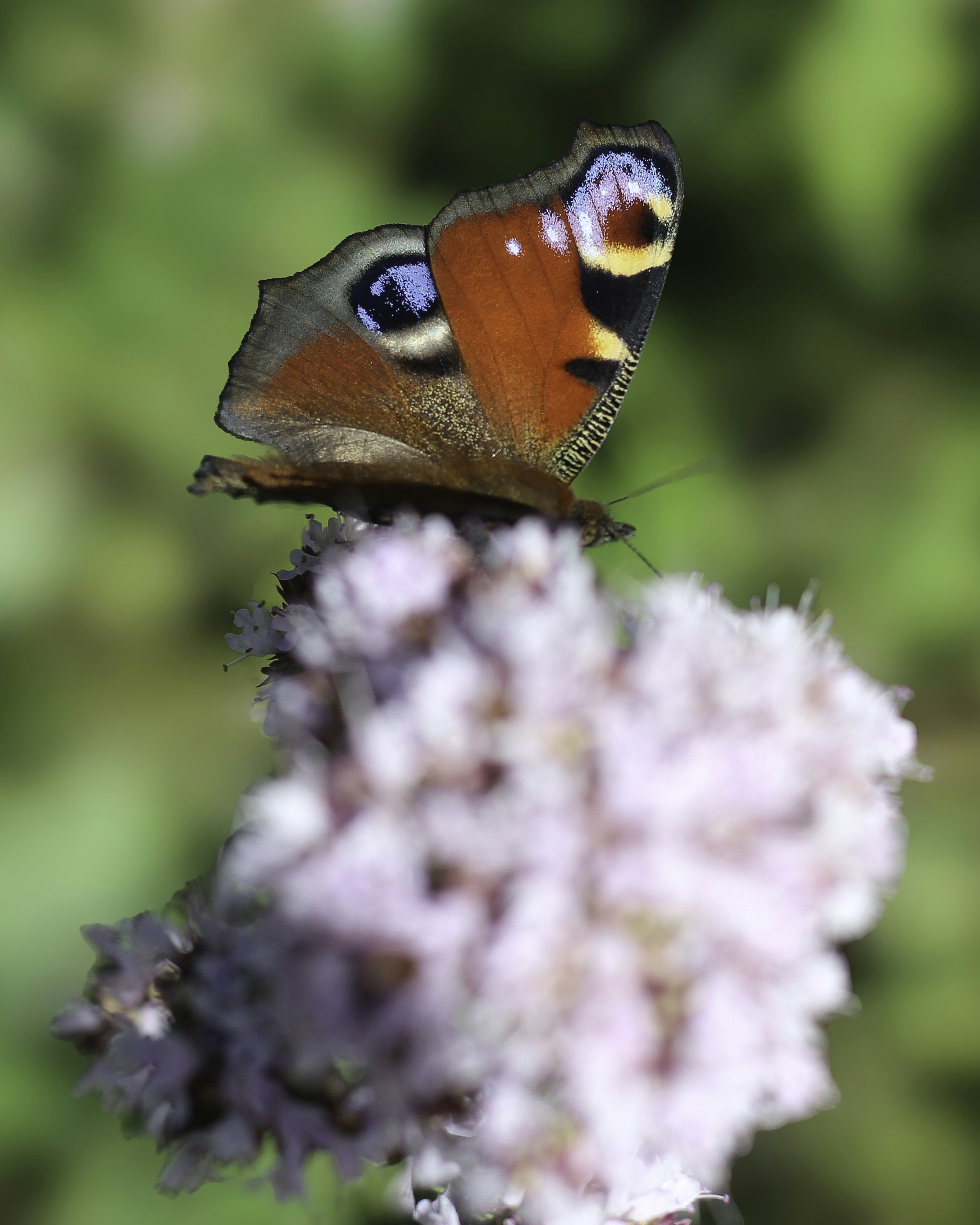 Ein bunter Schmetterling ruht auf einer Blume.