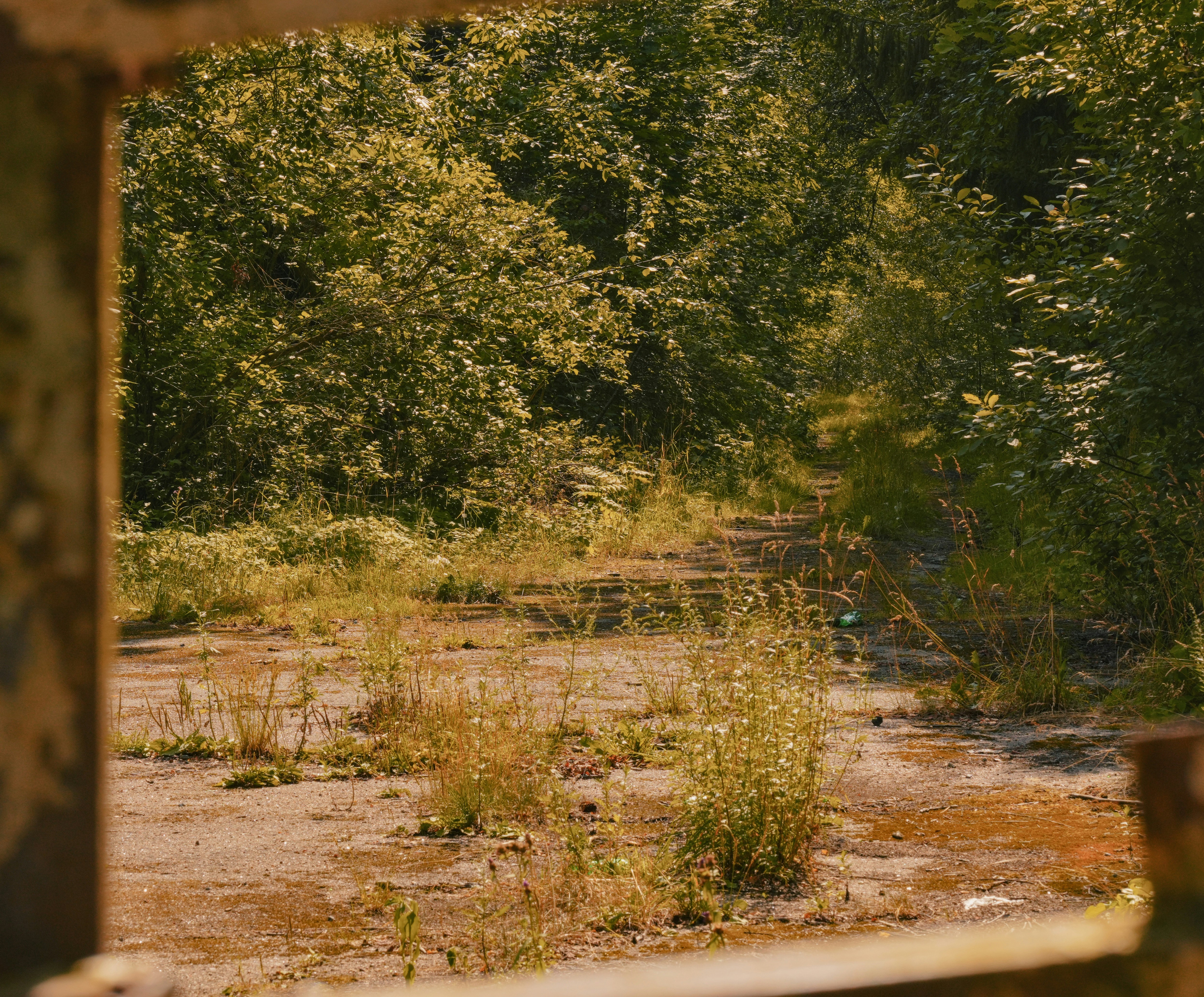 Overgrown pathway and foliage fill the image.