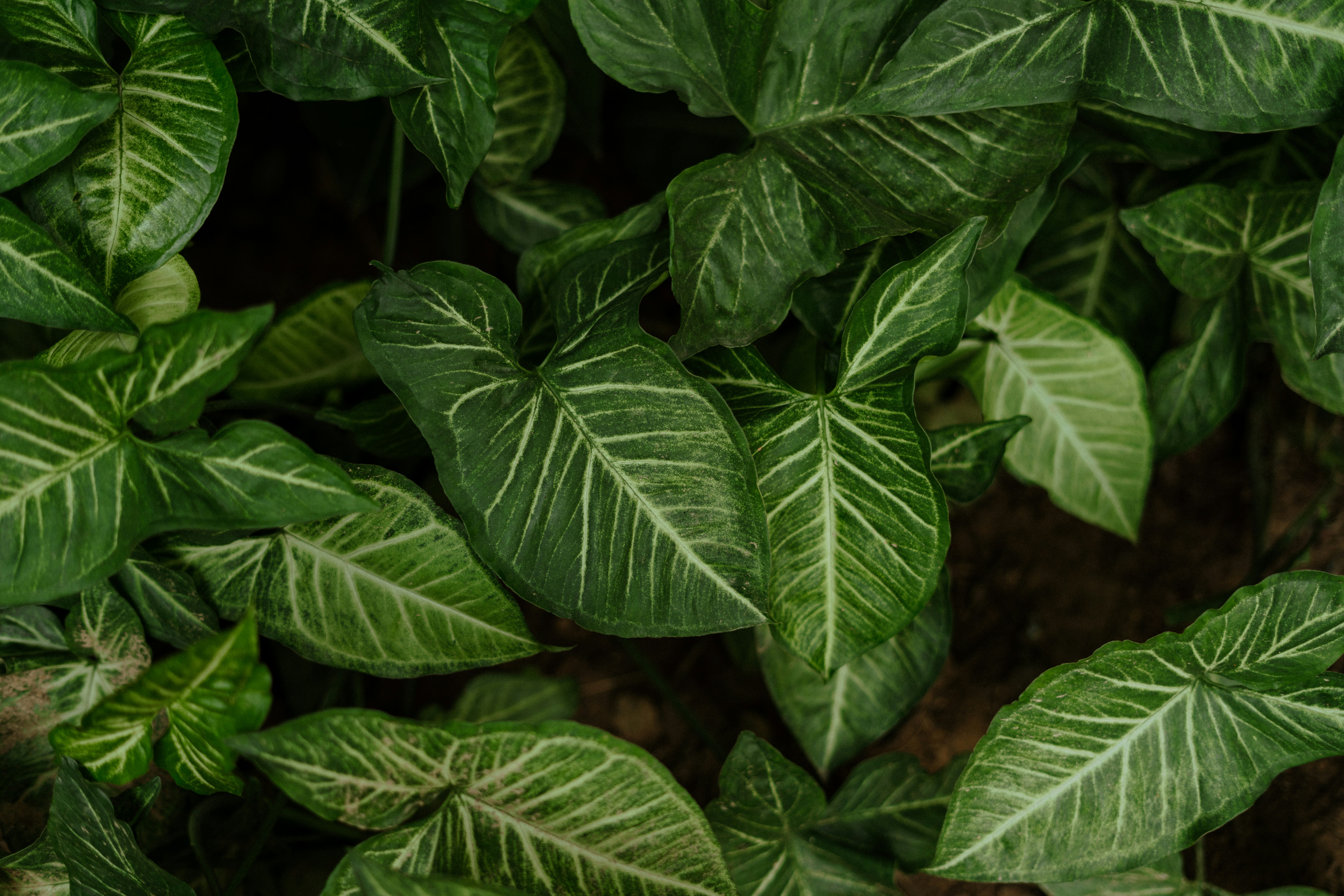 Photo by viditgoswami