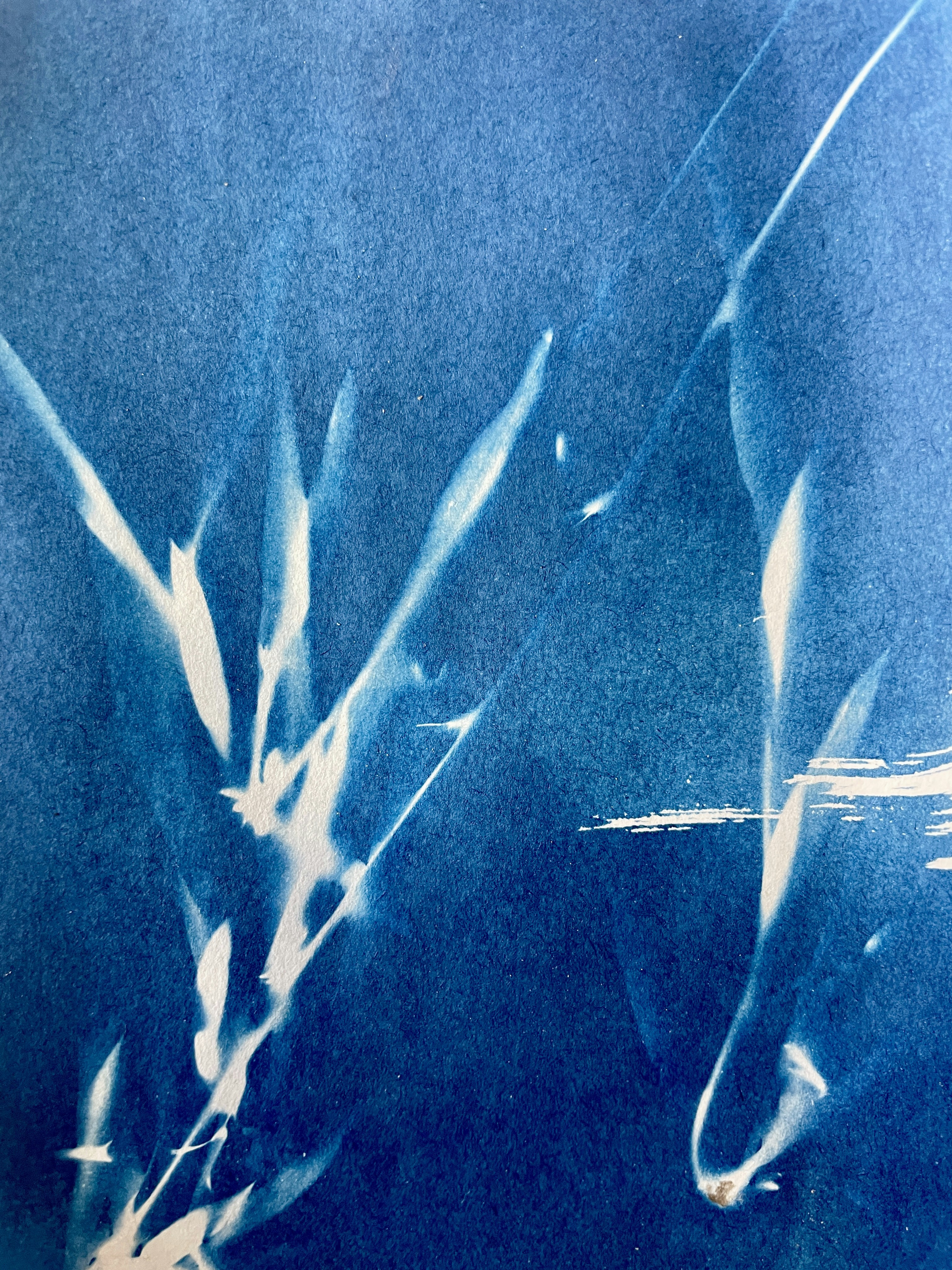 Photo by siobhanflannery