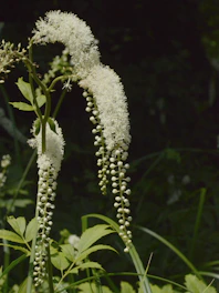 White flowers with beaded chains are shown