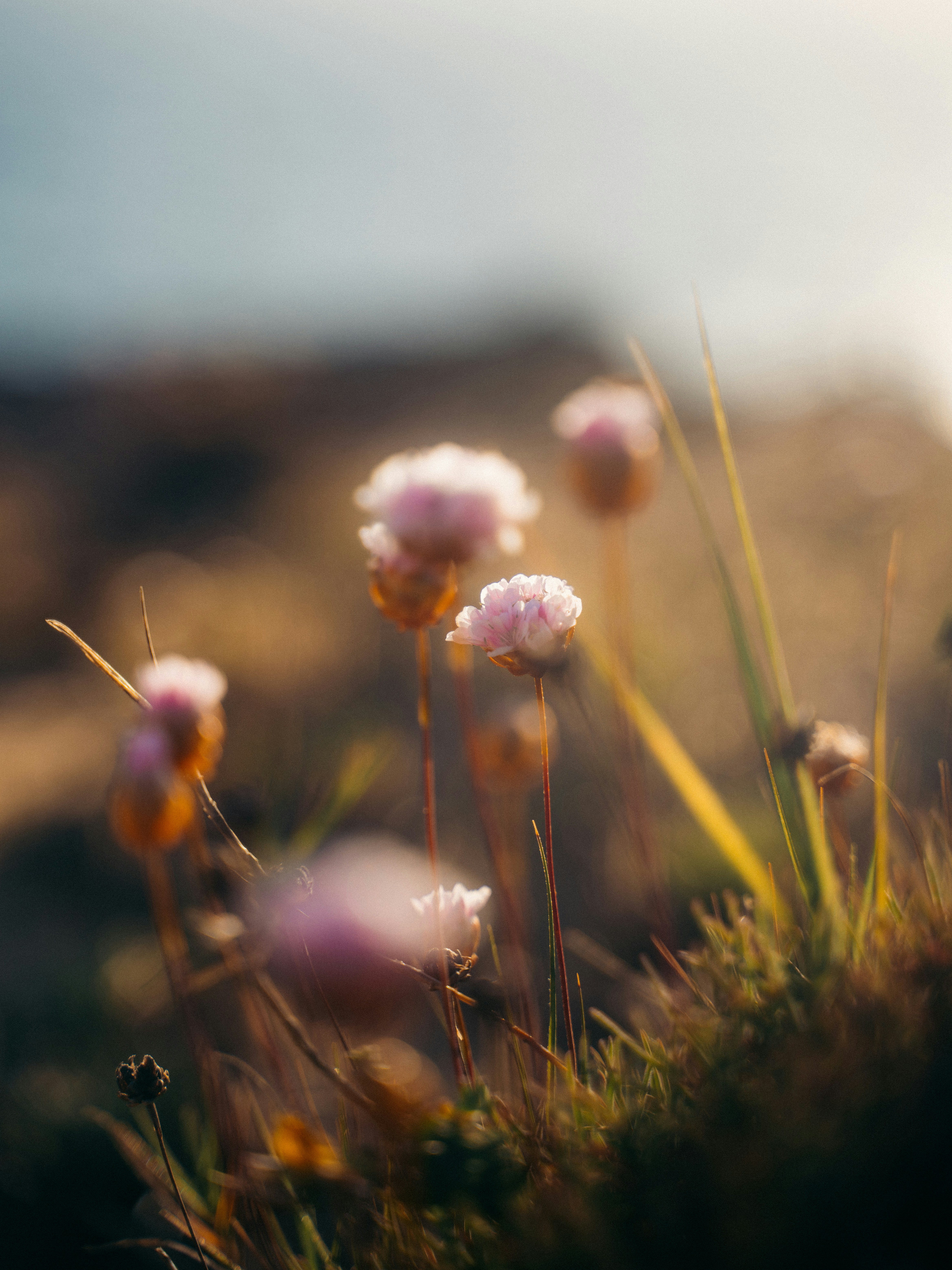 Pink flowers bloom on a hillside.