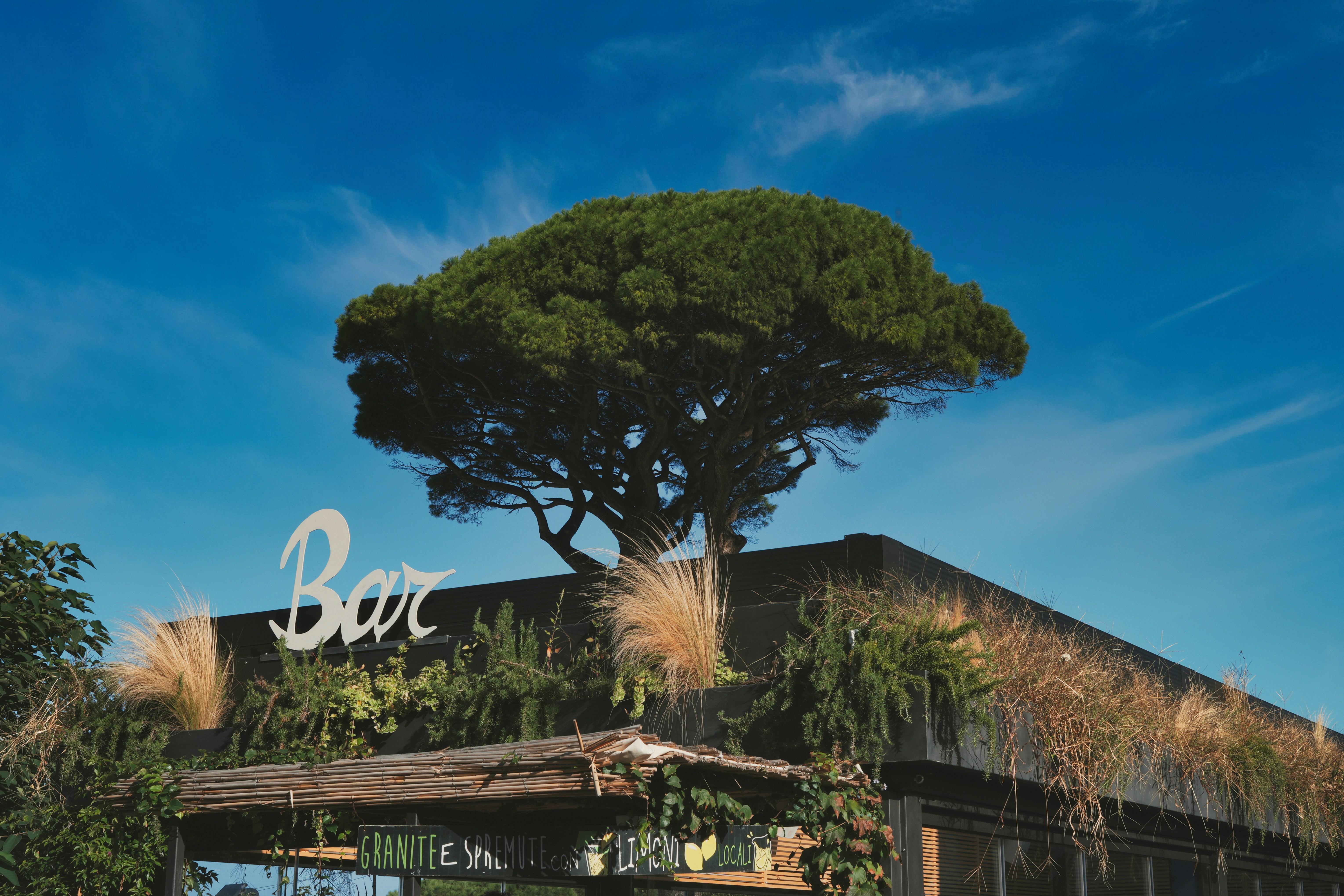 A bar sign sits below a tree.