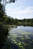 A peaceful lake surrounded by lush trees.